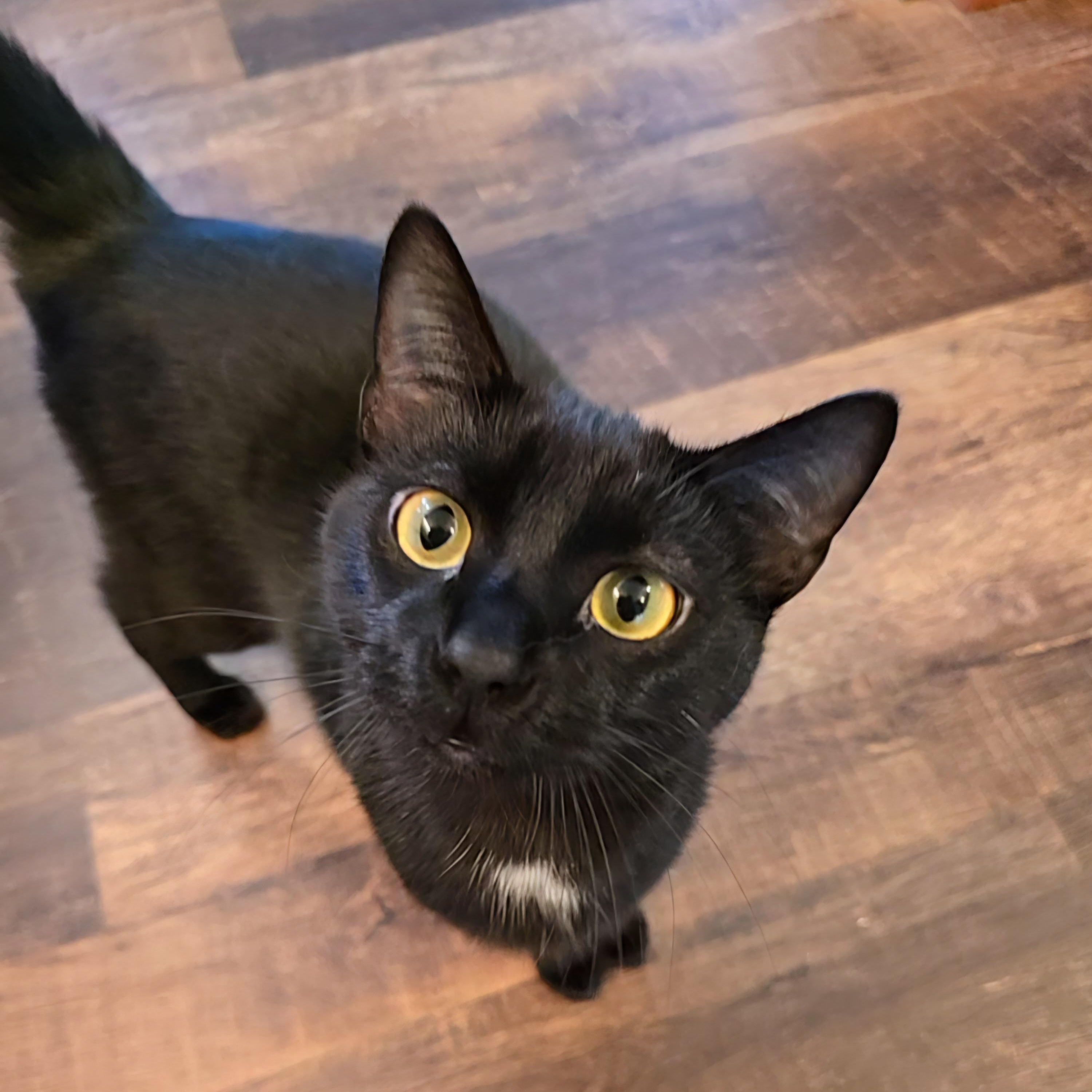 Orzo, Adoptable, Young Male Domestic Short Hair.