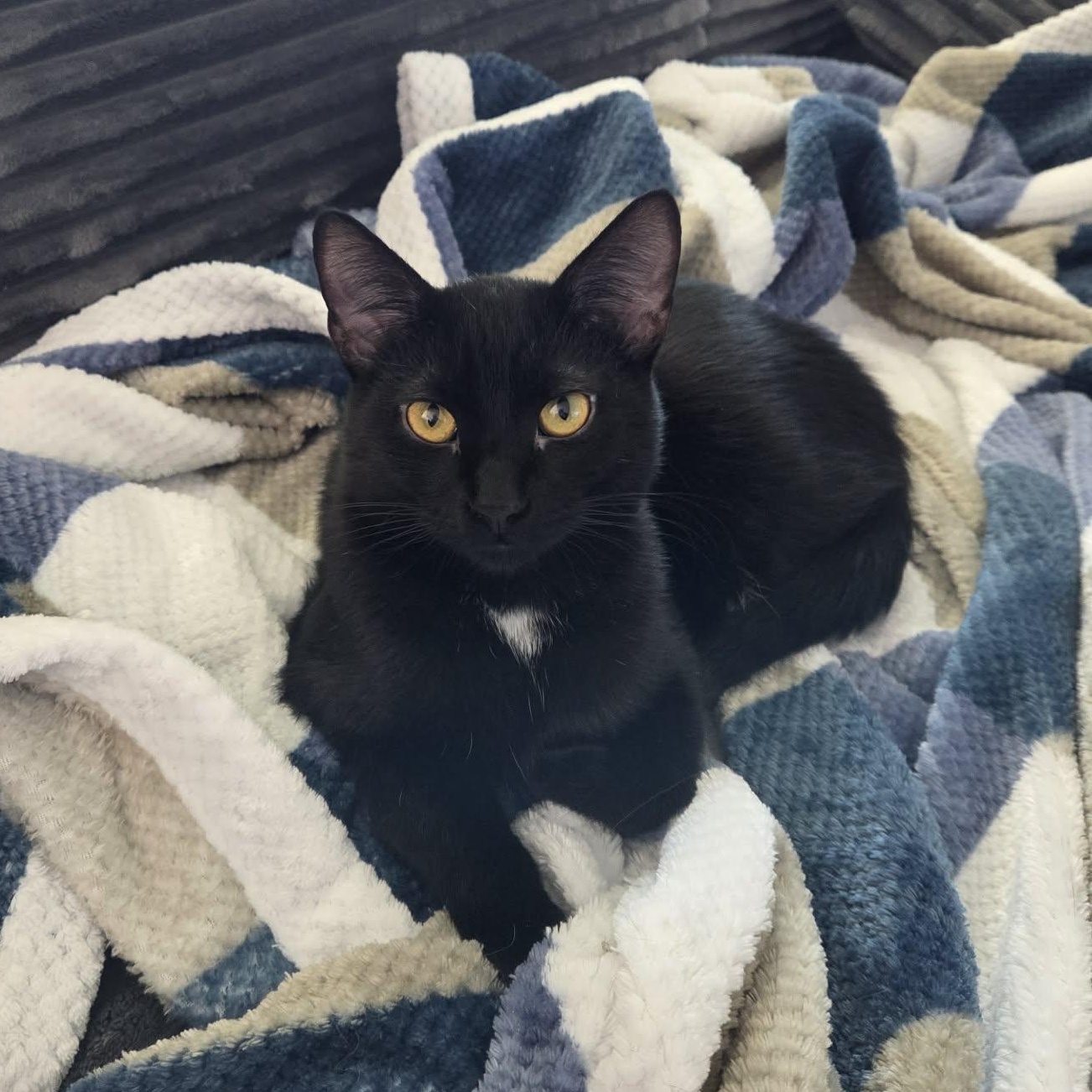 Orzo, Adoptable, Kitten Male Domestic Short Hair.