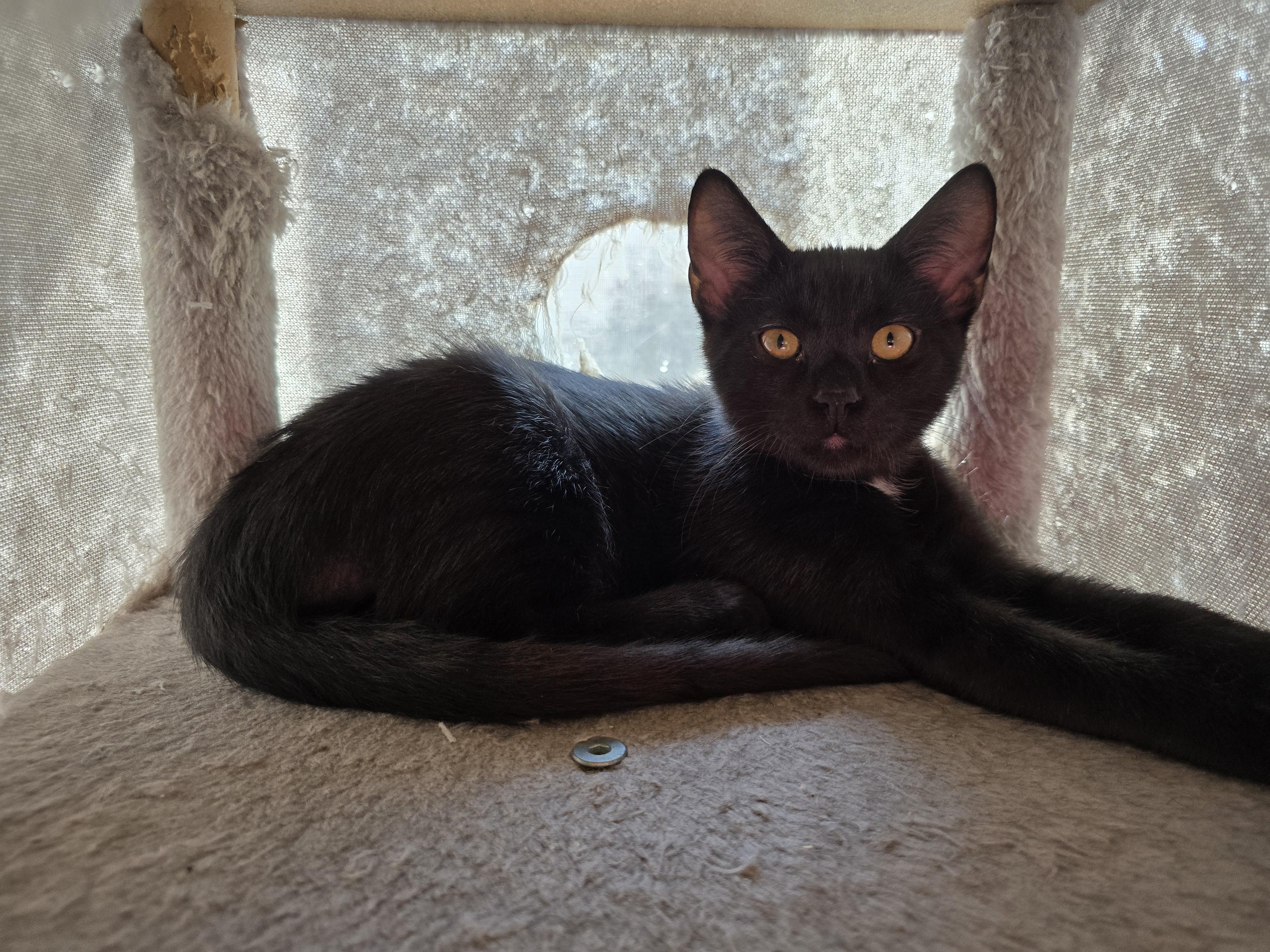 Orzo, a Adoptable Domestic Short Hair in Big Lake, MN image 4/5