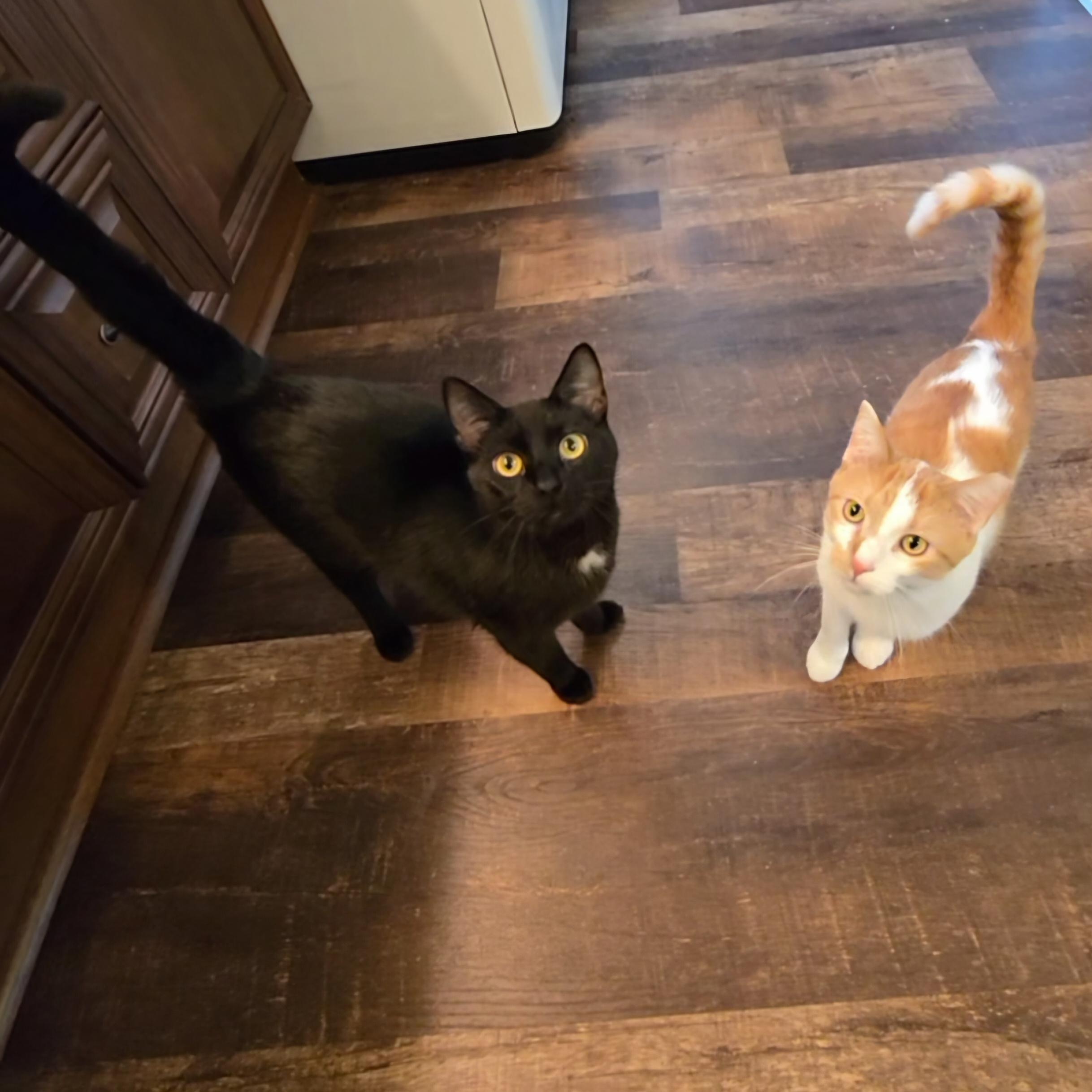 Enlarge Orzo, a Adoptable Domestic Short Hair in Big Lake, MN image 6/6