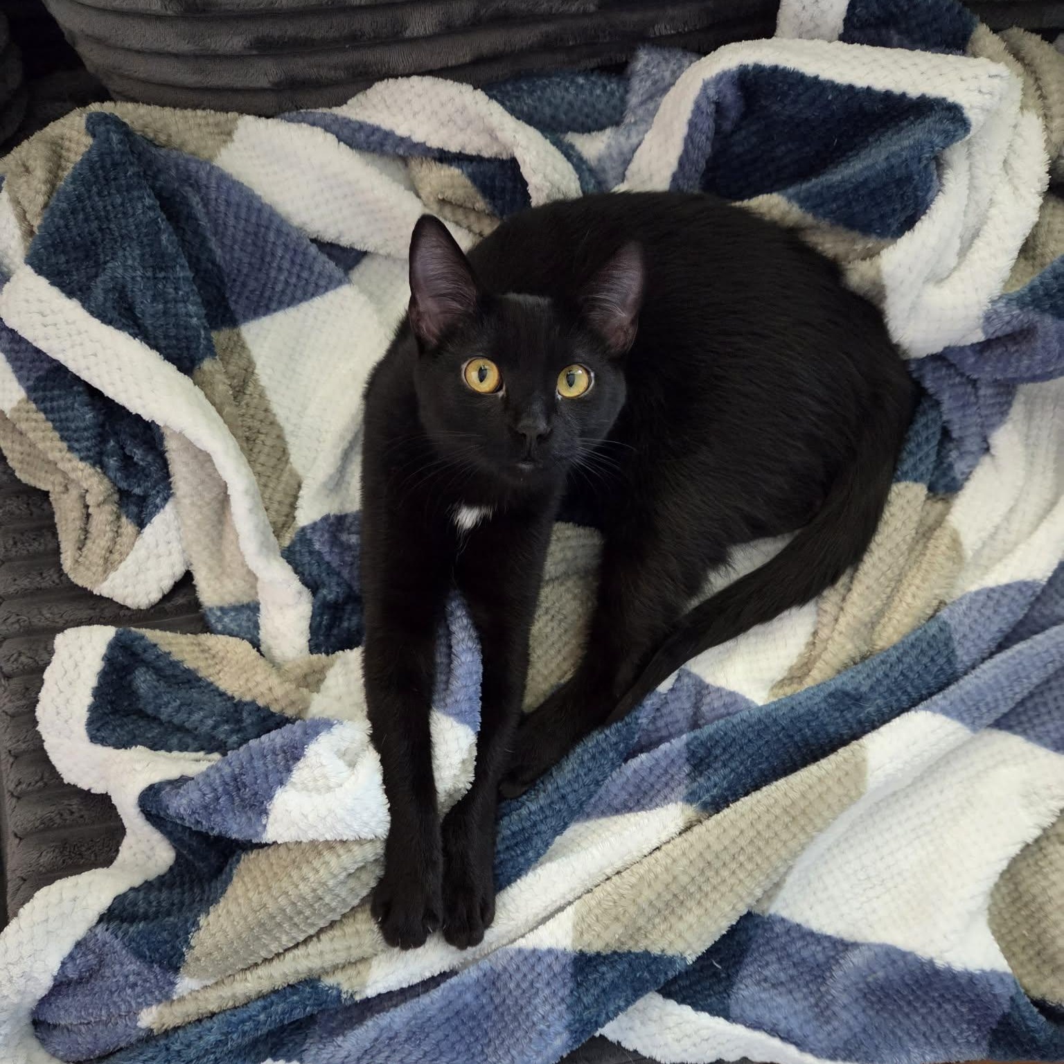 Orzo, Adoptable, Kitten Male Domestic Short Hair.