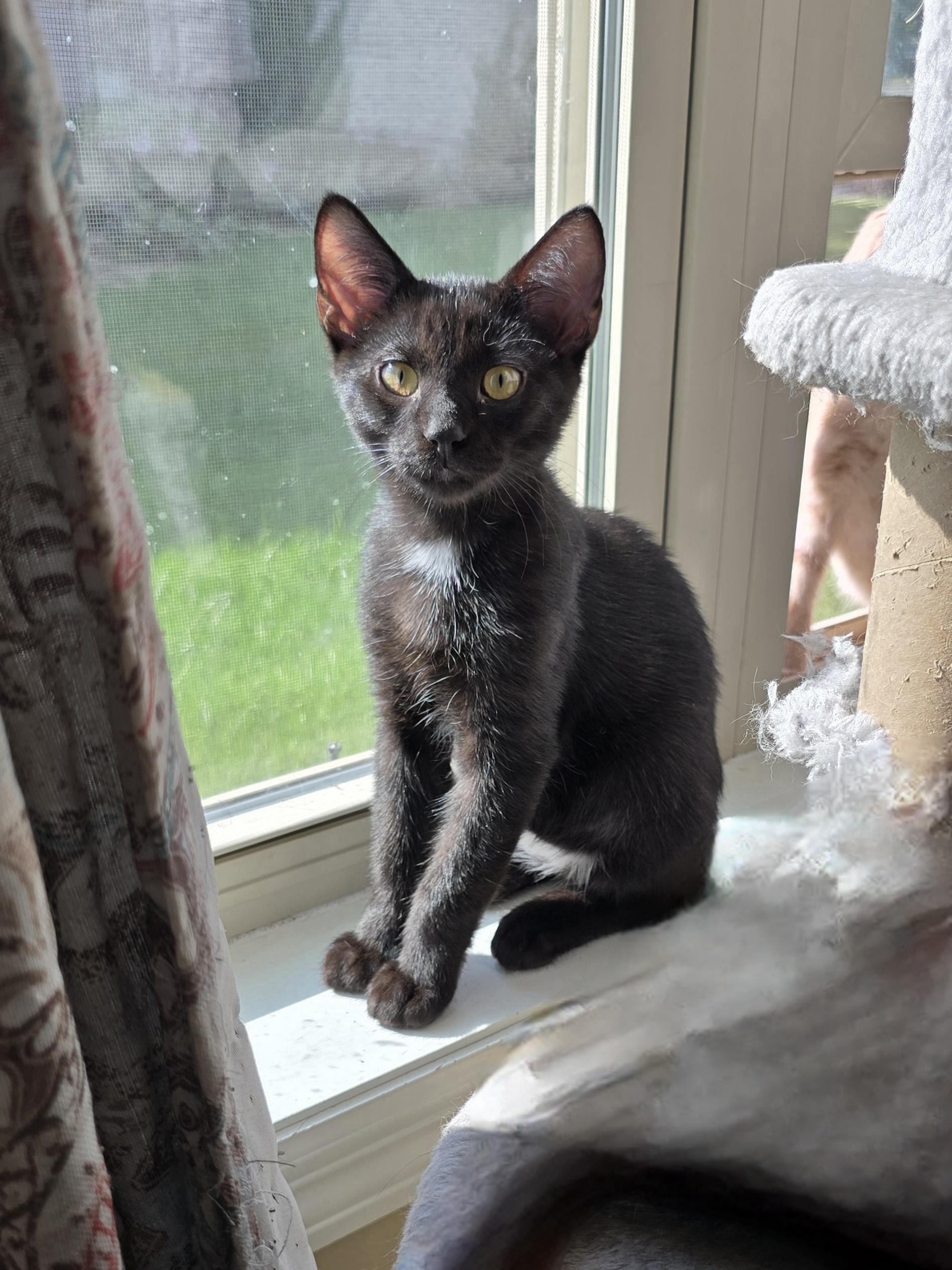 Orzo, a Adoptable Domestic Short Hair in Big Lake, MN image 5/5