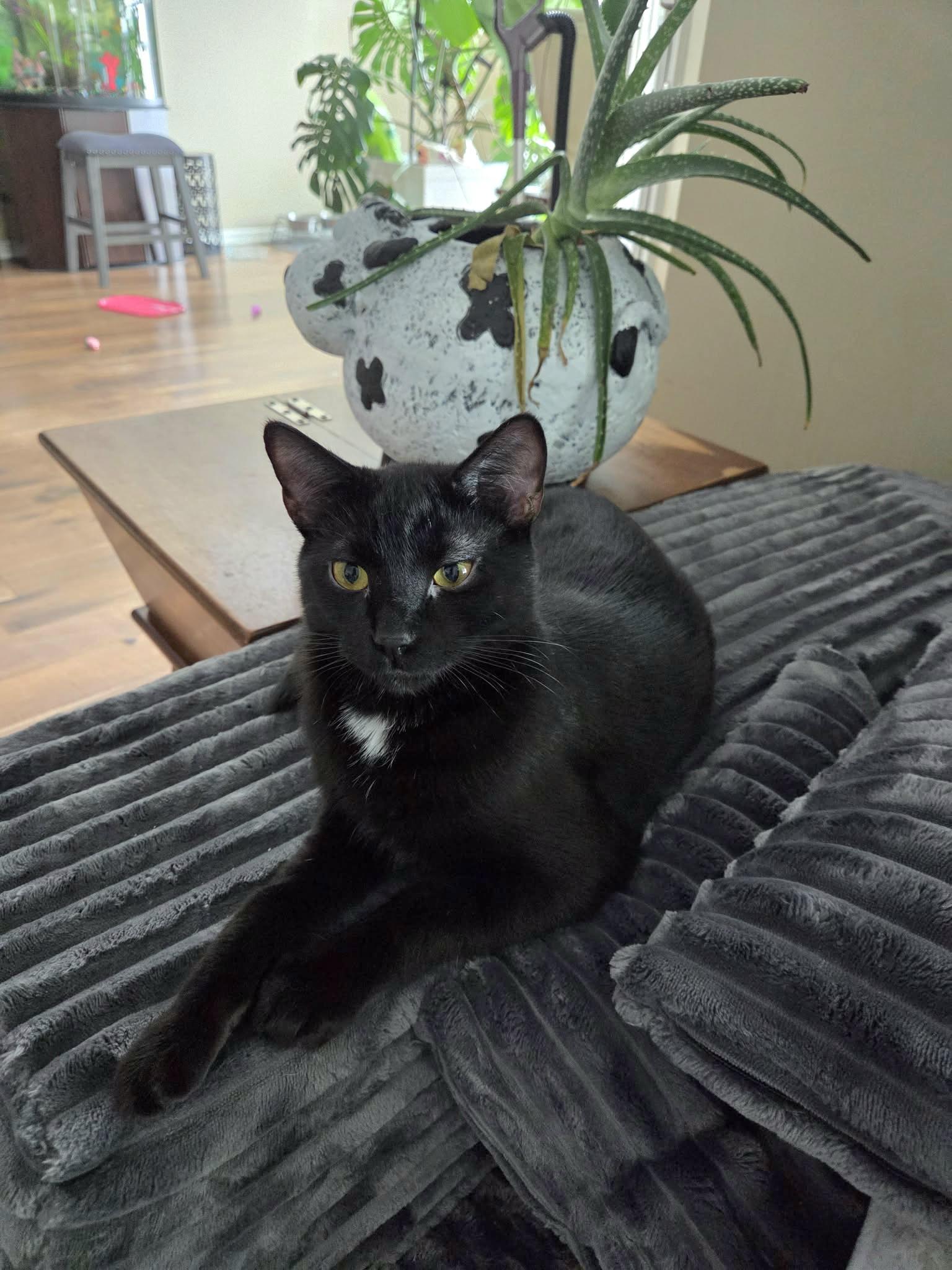 Enlarge Orzo, a Adoptable Domestic Short Hair in Big Lake, MN image 2/5