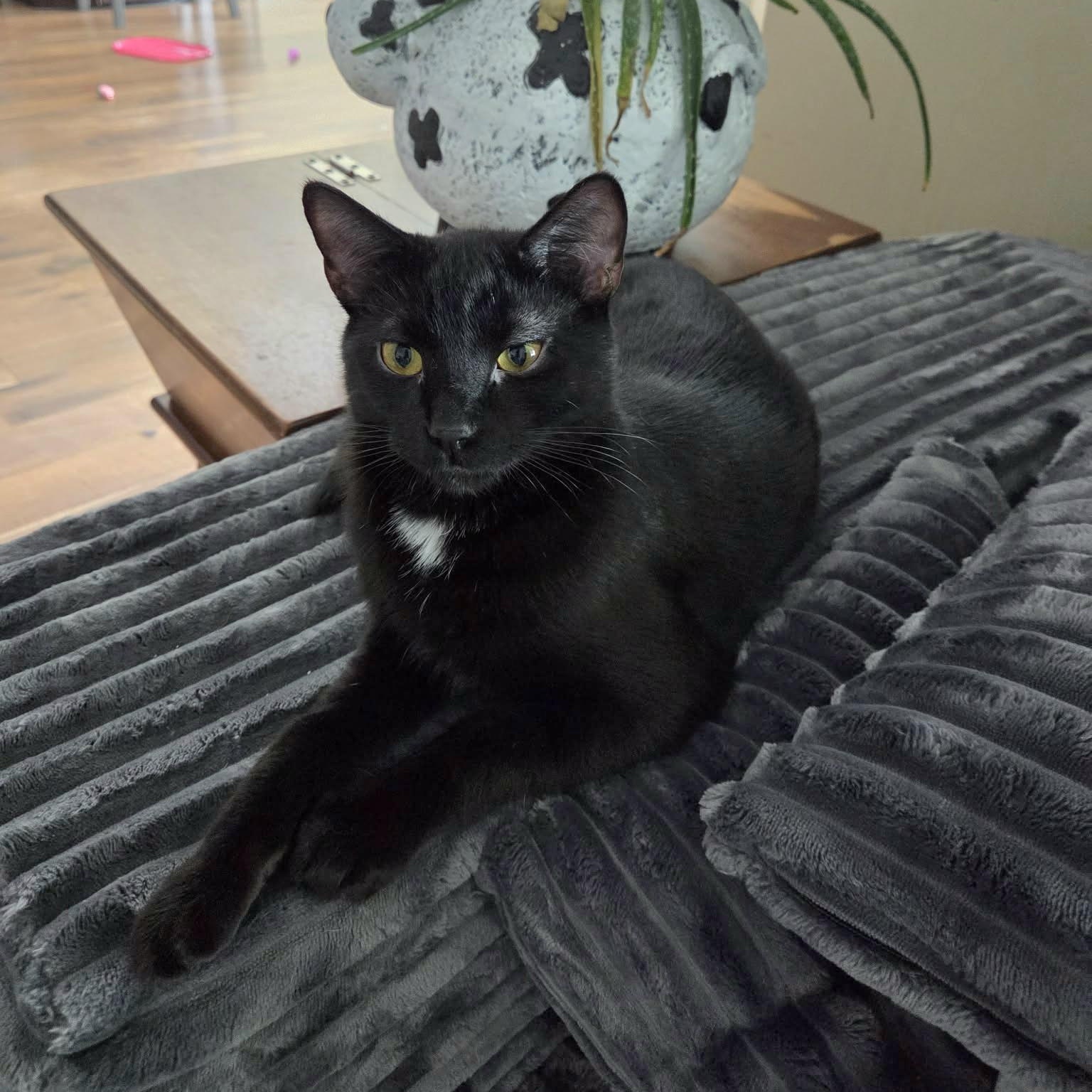 Enlarge Orzo, a Adoptable Domestic Short Hair in Big Lake, MN image 5/6