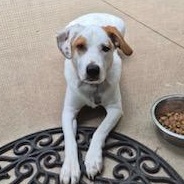 Emma, a ADOPTABLE mixed breed in Little Rock, AR image 4/6