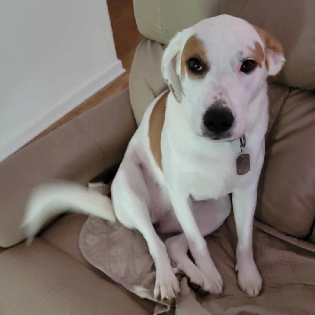 Emma, a ADOPTABLE mixed breed in Little Rock, AR image 5/6