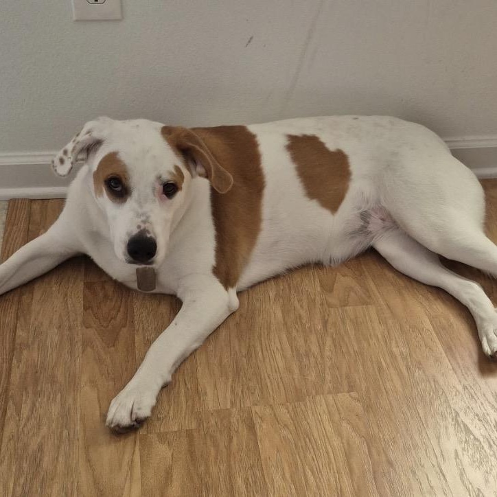 Emma, a ADOPTABLE mixed breed in Little Rock, AR image 3/6