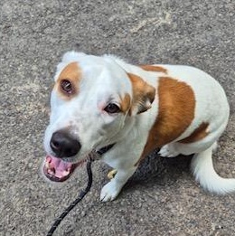 Emma, a ADOPTABLE mixed breed in Little Rock, AR image 2/6