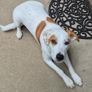 Emma, a ADOPTABLE mixed breed in Little Rock, AR image 6/6