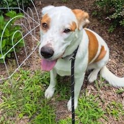 Emma, ADOPTABLE, Adult Female Pointer.
