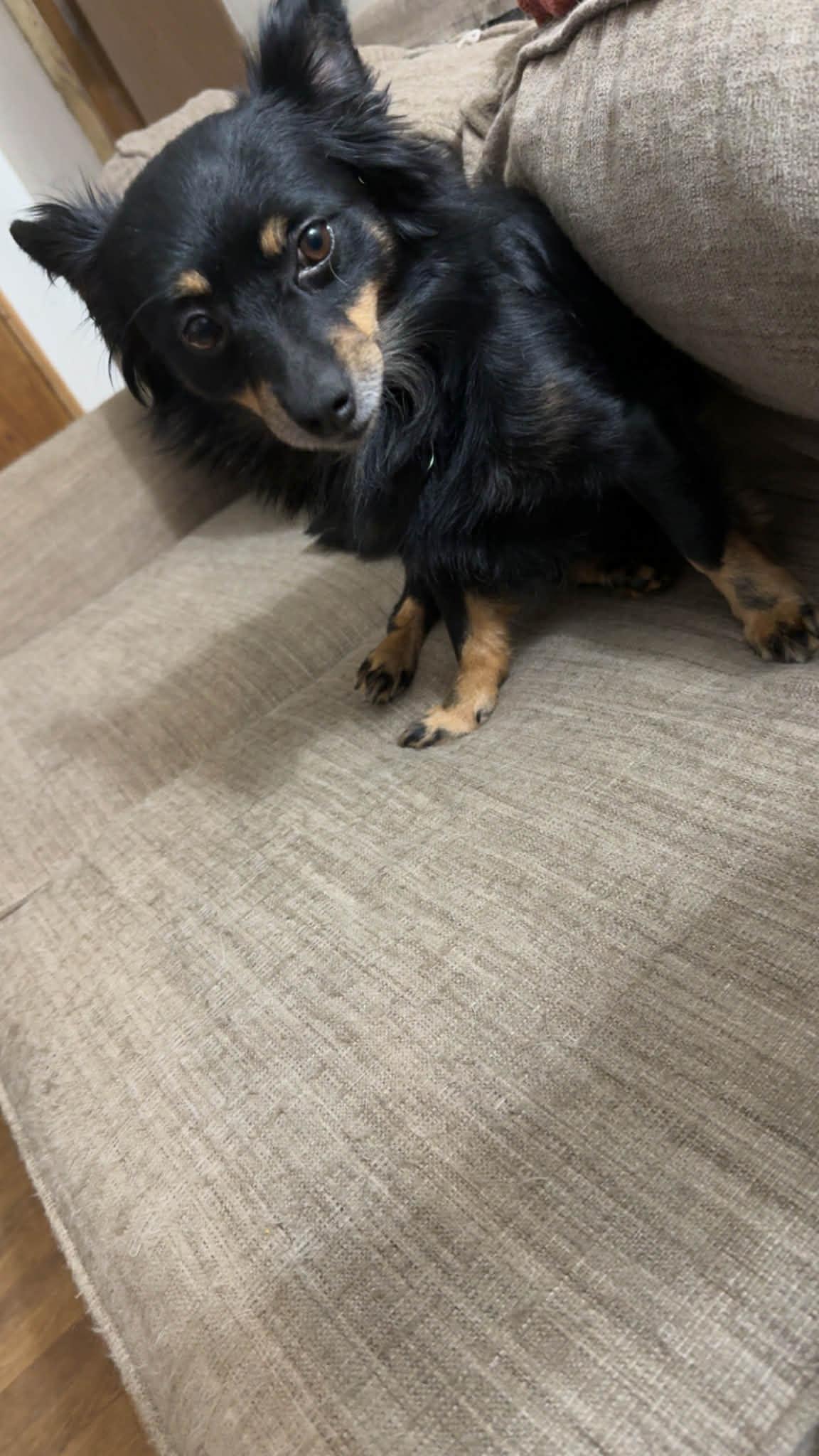 Benny, an adopted mixed breed in Plattsmouth, NE image 5/5