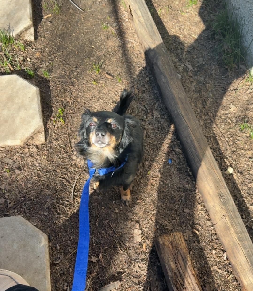 Benny, an adopted mixed breed in Plattsmouth, NE image 4/5