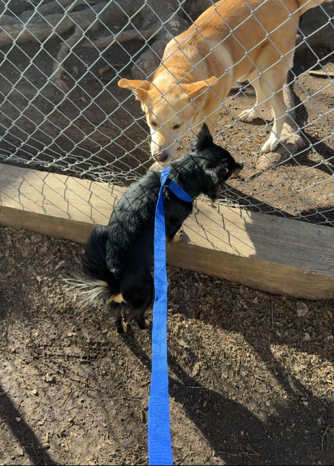 Benny, an adopted mixed breed in Plattsmouth, NE image 3/5