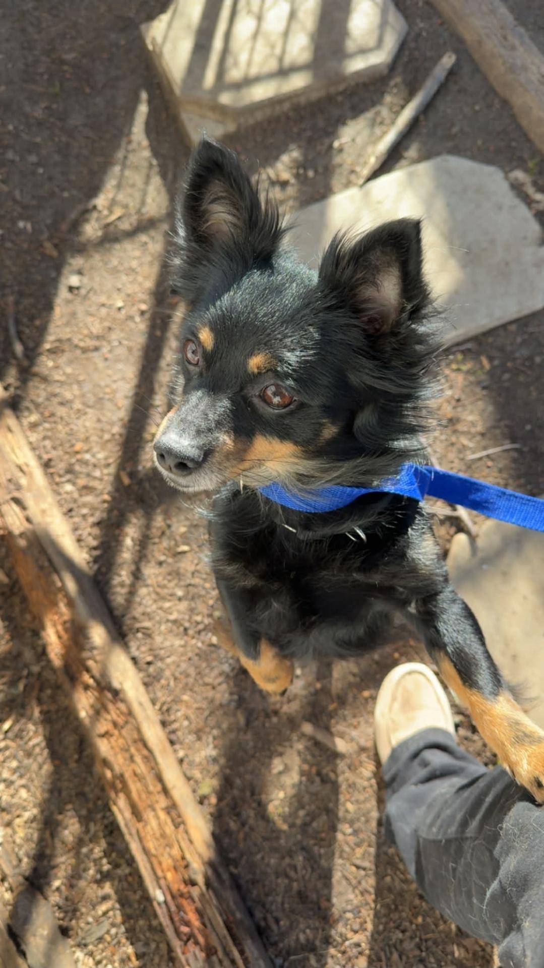 Benny, an adopted mixed breed in Plattsmouth, NE image 1/5