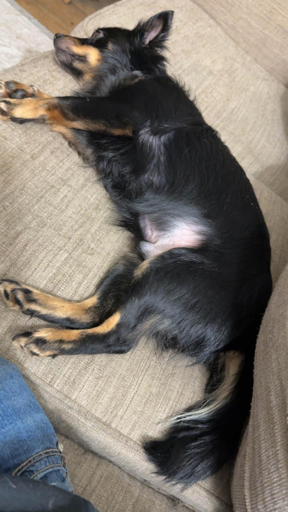 Benny, an adopted mixed breed in Plattsmouth, NE image 2/5