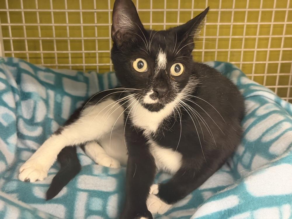 Enlarge Tootsie, a Adoptable Domestic Short Hair in Telford, PA image 1/2