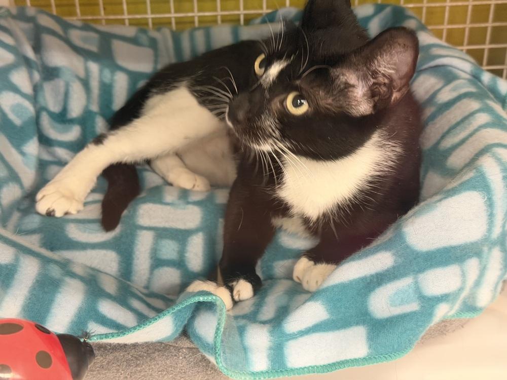 Enlarge Tootsie, a Adoptable Domestic Short Hair in Telford, PA image 2/2