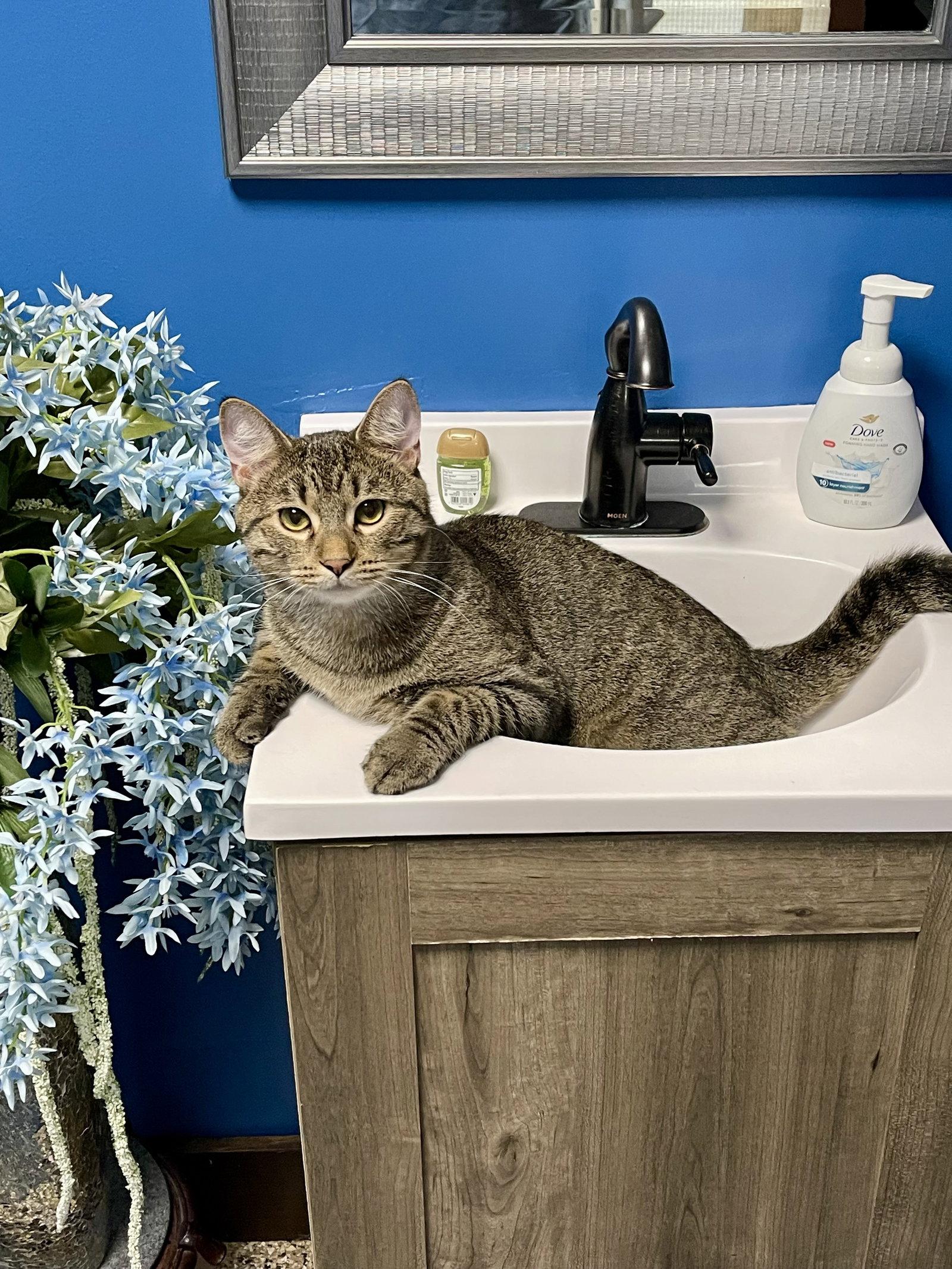 CAT - Pickles (Quinn), Adoptable, Young Male Domestic Short Hair.