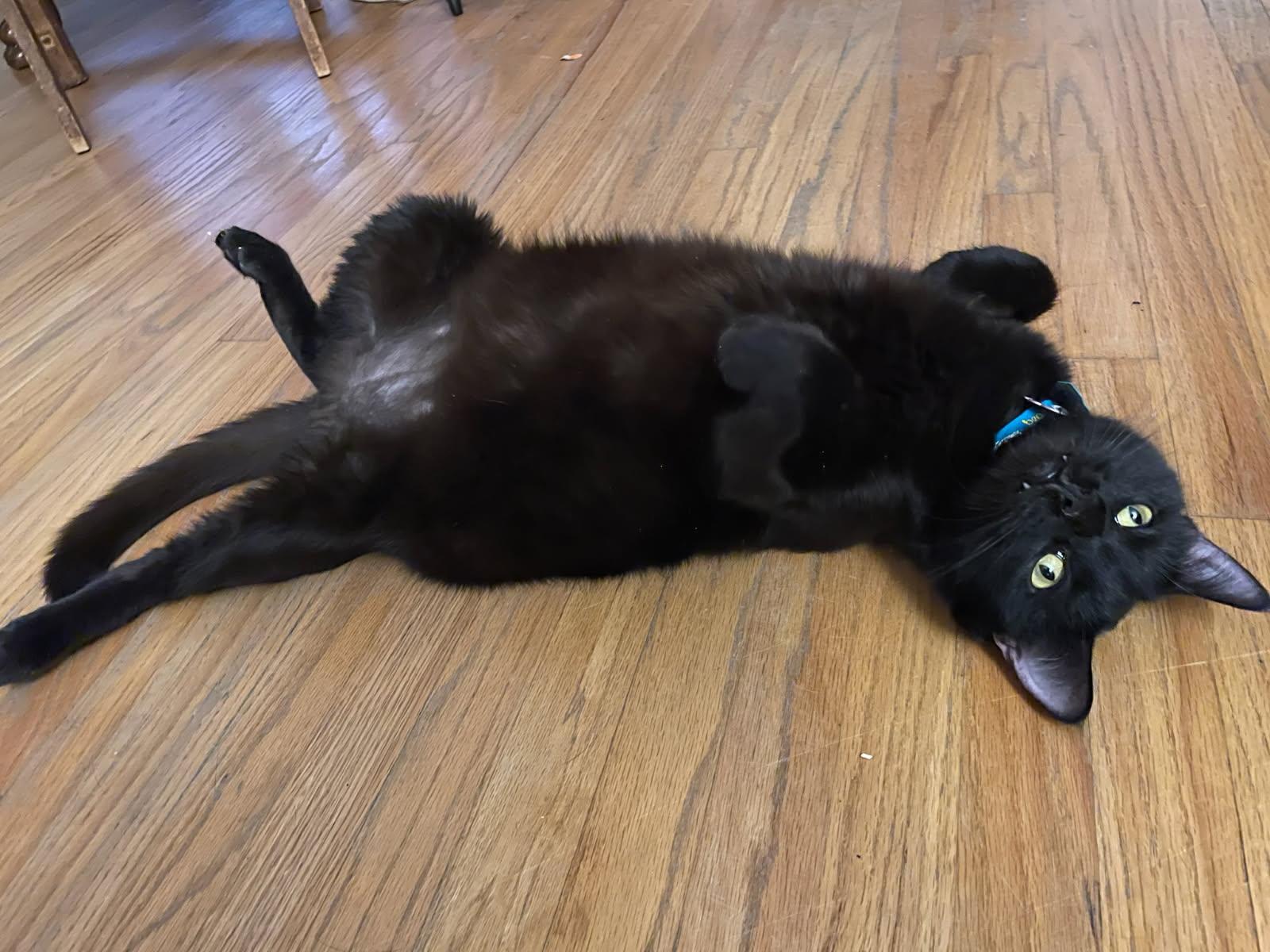 Yolani (ADOPTED!), Adoptable, Adult Male Domestic Short Hair.