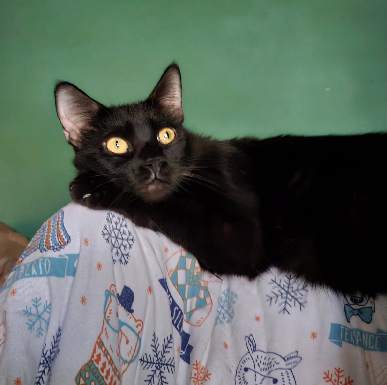 Yolani (OUT ON TRIAL!), an adoptable Domestic Short Hair in Monrovia, CA, 91016 | Photo Image 4