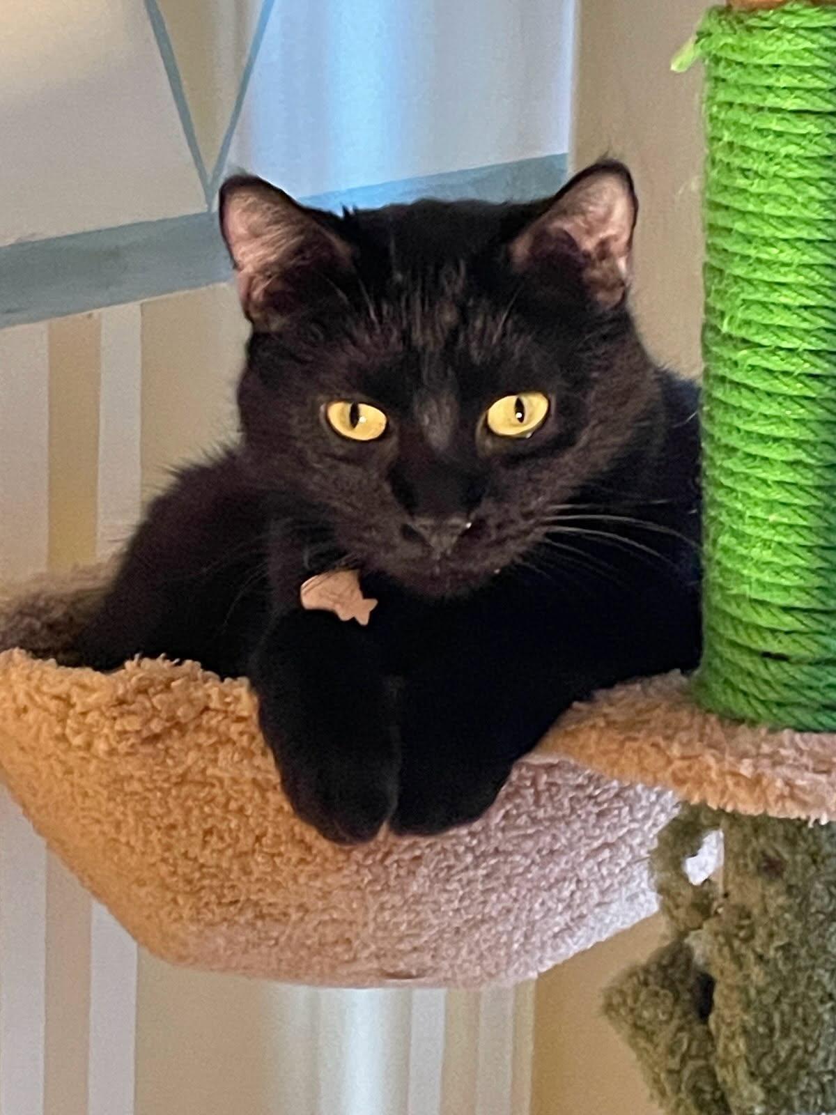 Enlarge Yolani (ADOPTED!), a Adoptable mixed breed in Monrovia, CA image 2/6