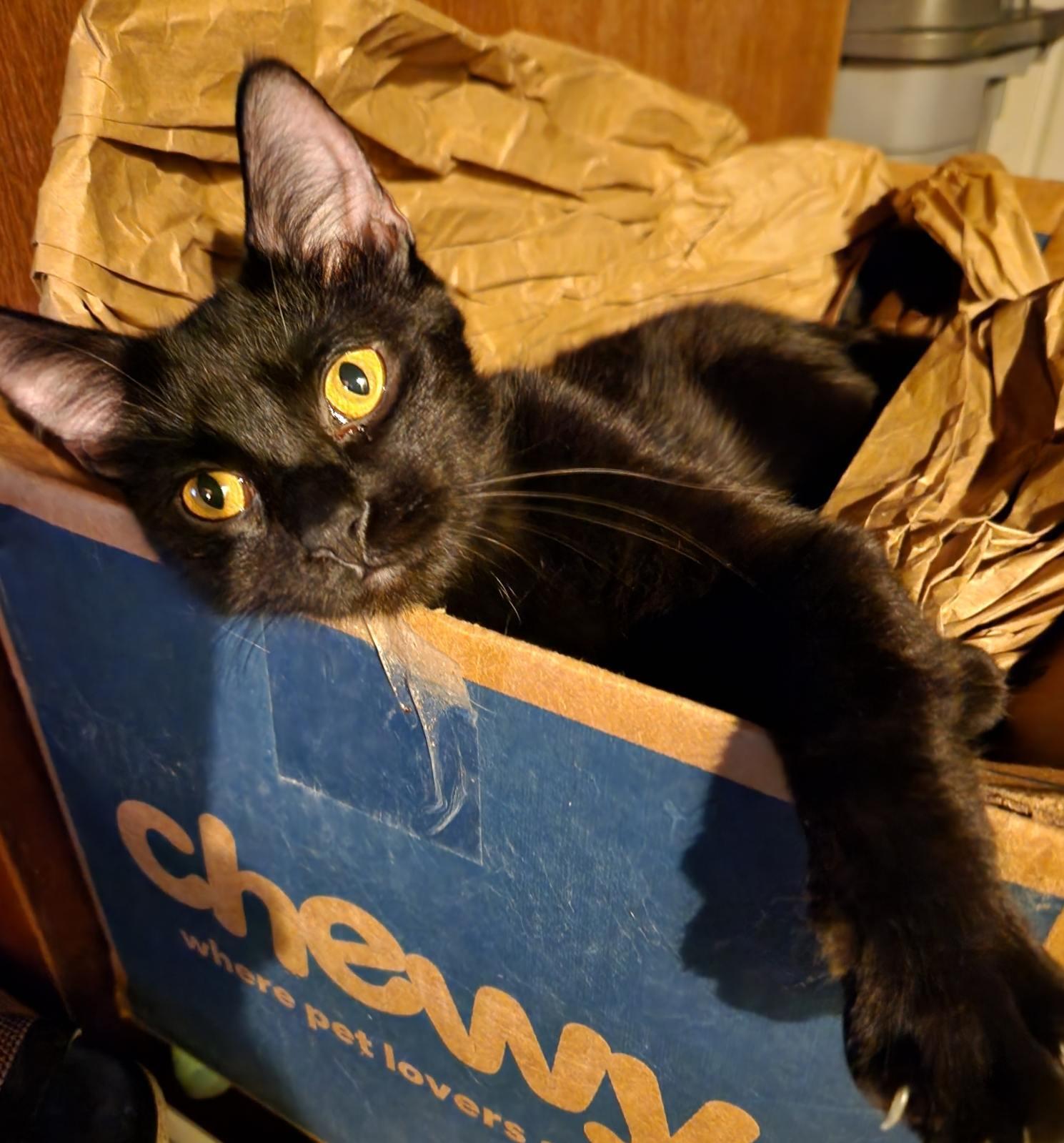 Yolani (OUT ON TRIAL!), an adoptable Domestic Short Hair in Monrovia, CA, 91016 | Photo Image 3