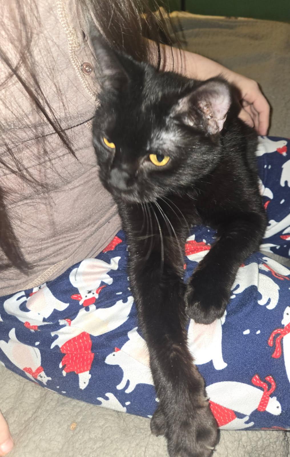 Yolani, an adoptable Domestic Short Hair in Monrovia, CA, 91016 | Photo Image 3