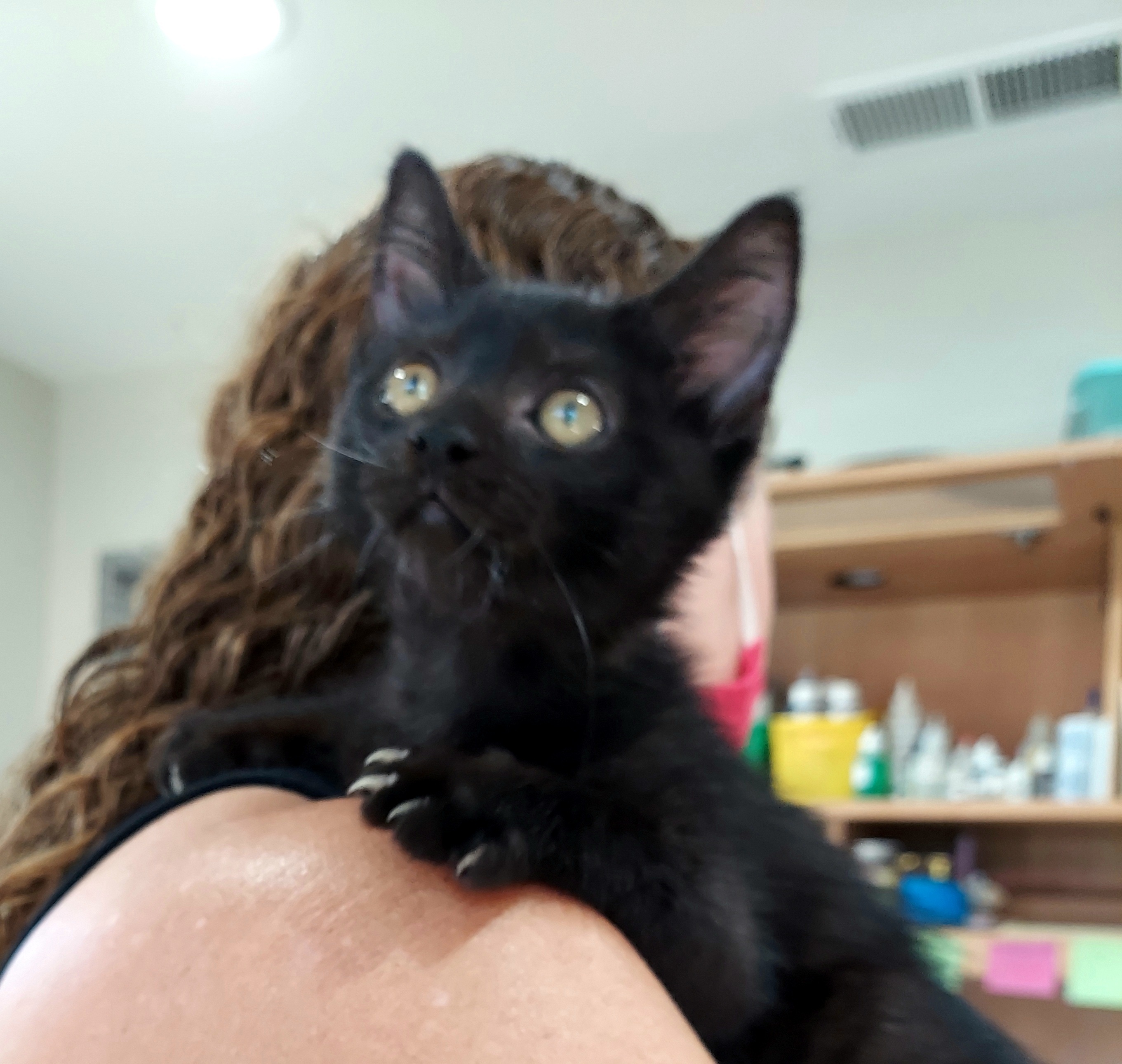 Enlarge Yolani (ADOPTED!), a Adoptable mixed breed in Monrovia, CA image 6/6