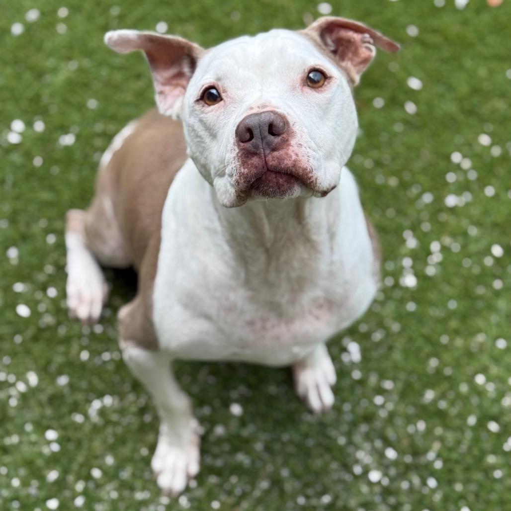 Corey 2795 AKA Cooper