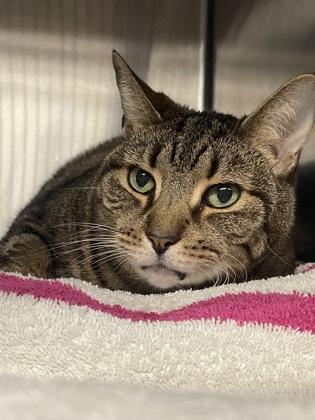 Tigee, Adoptable, Senior Female Domestic Short Hair & Domestic Short Hair.