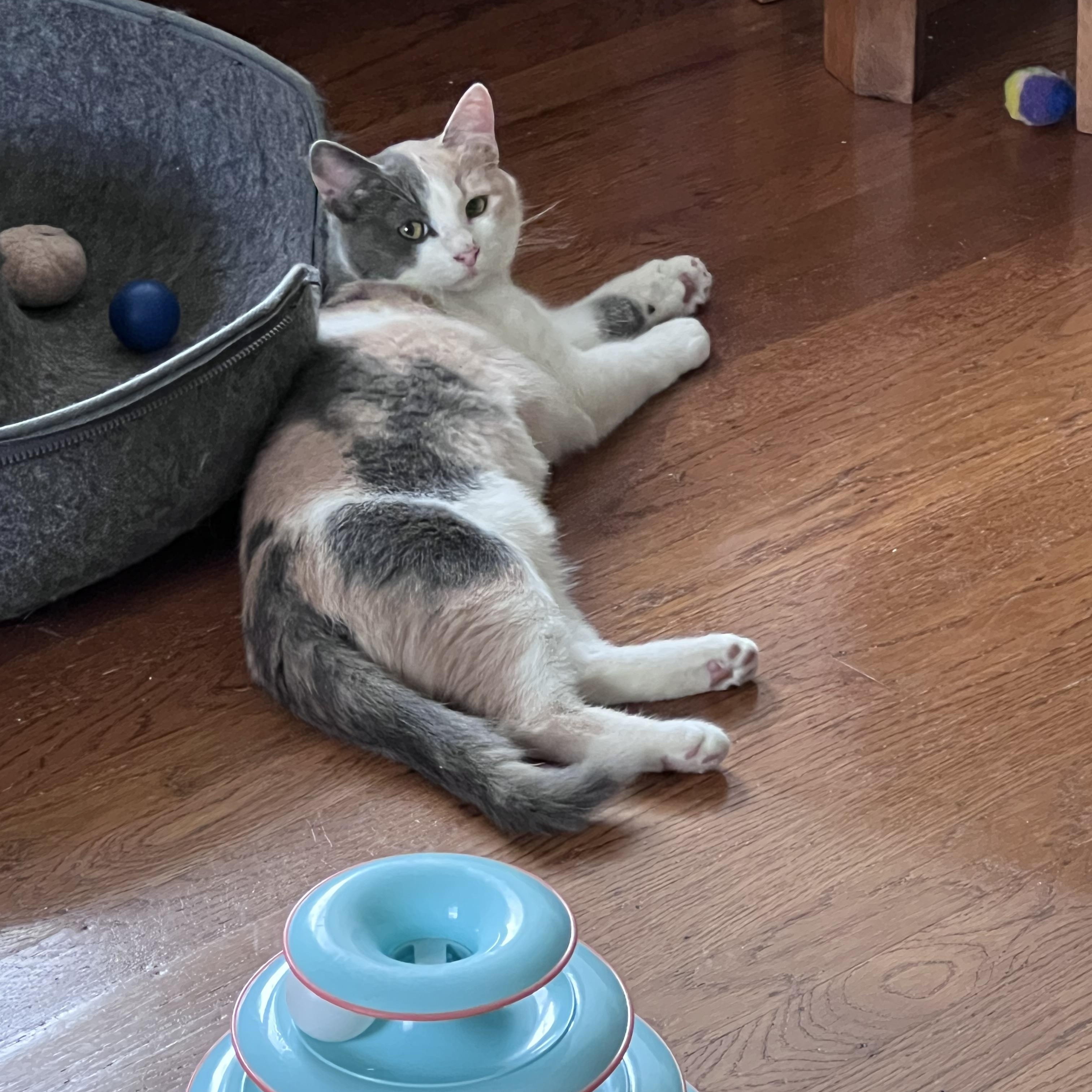 Enlarge Millie, an adopted mixed breed in Vallejo, CA image 1/5