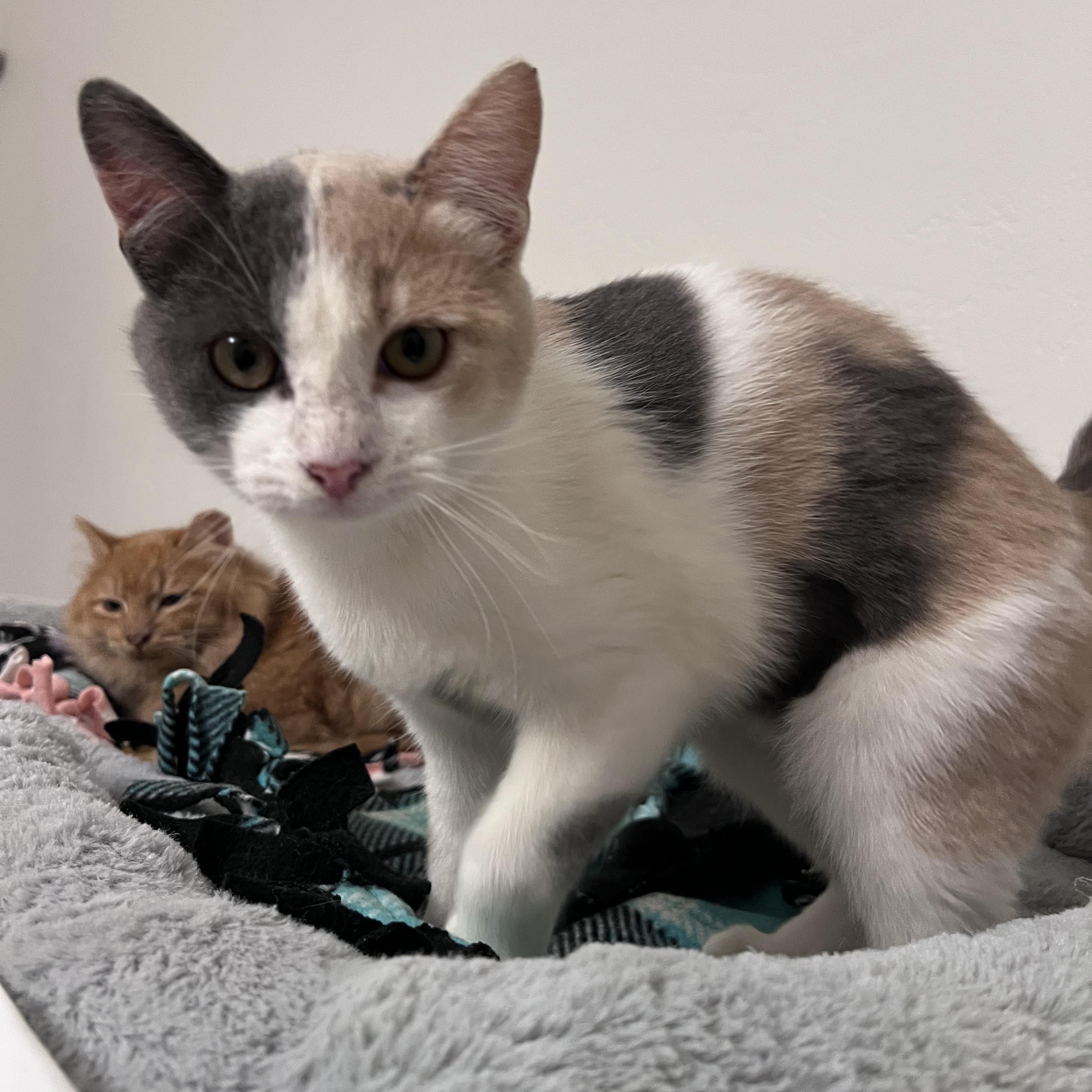 Enlarge Millie, an adopted mixed breed in Vallejo, CA image 2/5