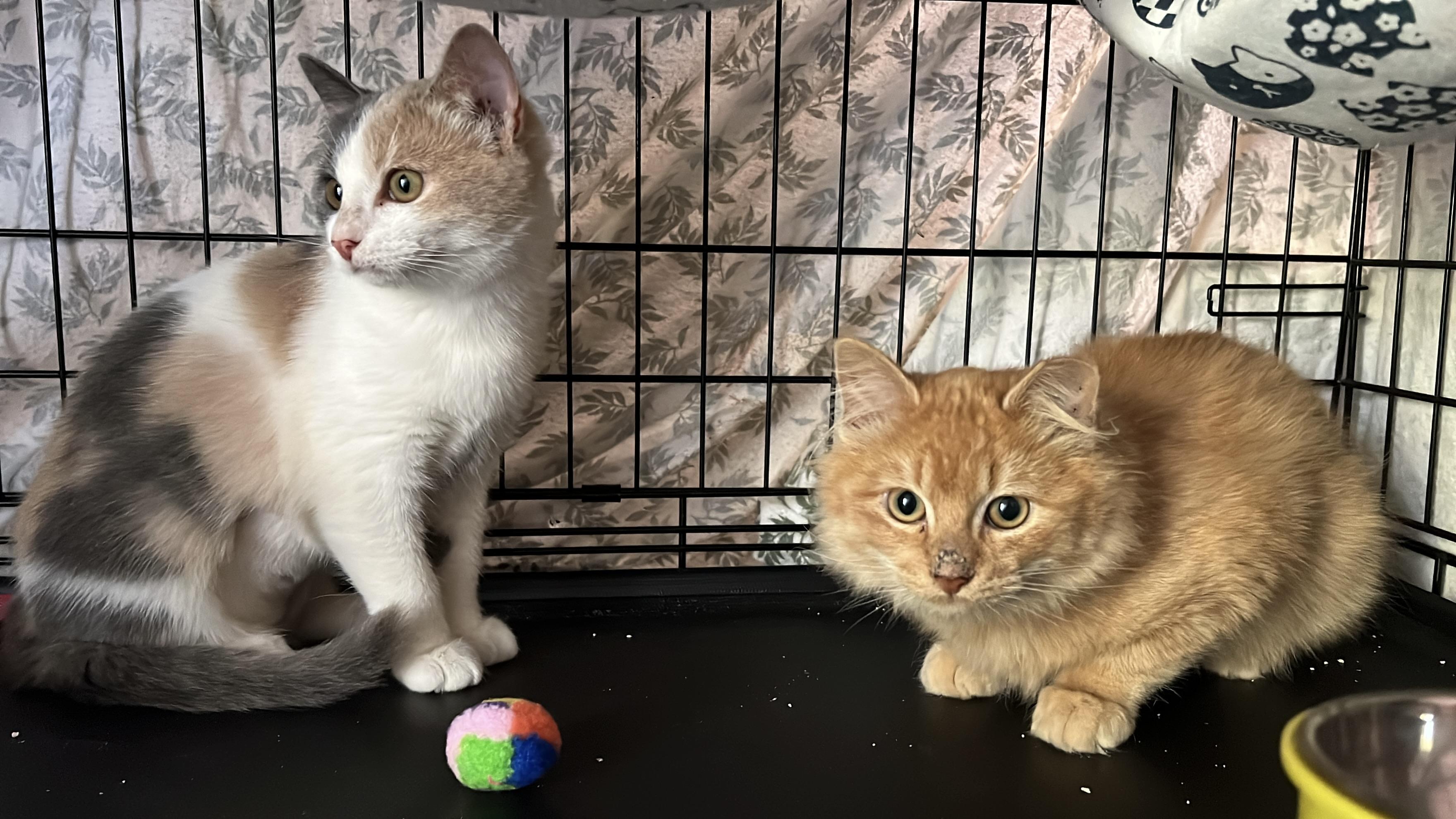 Enlarge Millie, an adopted mixed breed in Vallejo, CA image 3/5