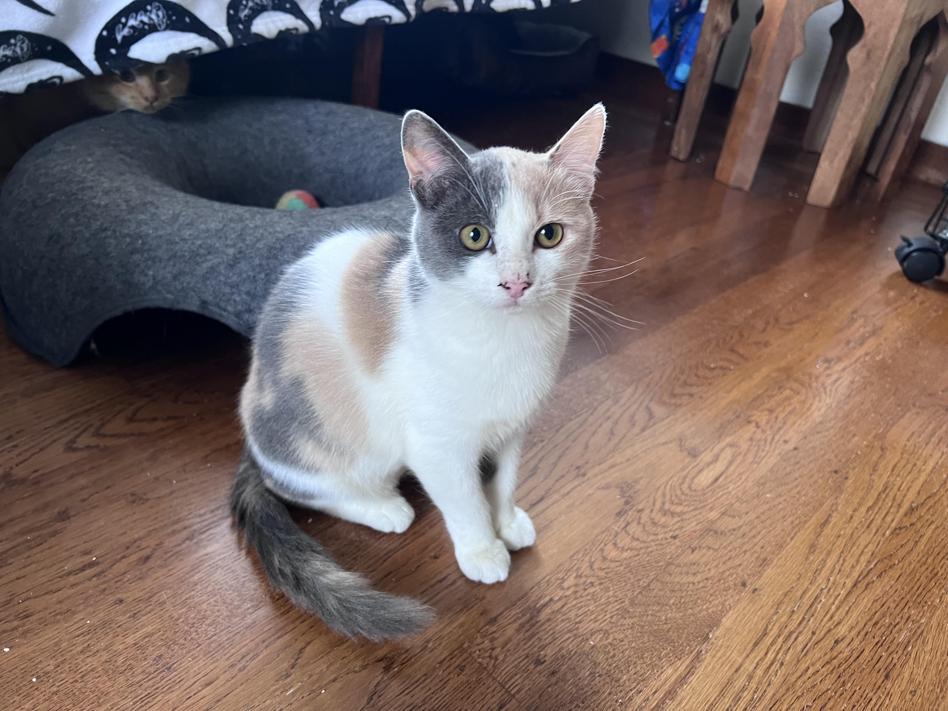 Enlarge Millie, an adopted mixed breed in Vallejo, CA image 4/5