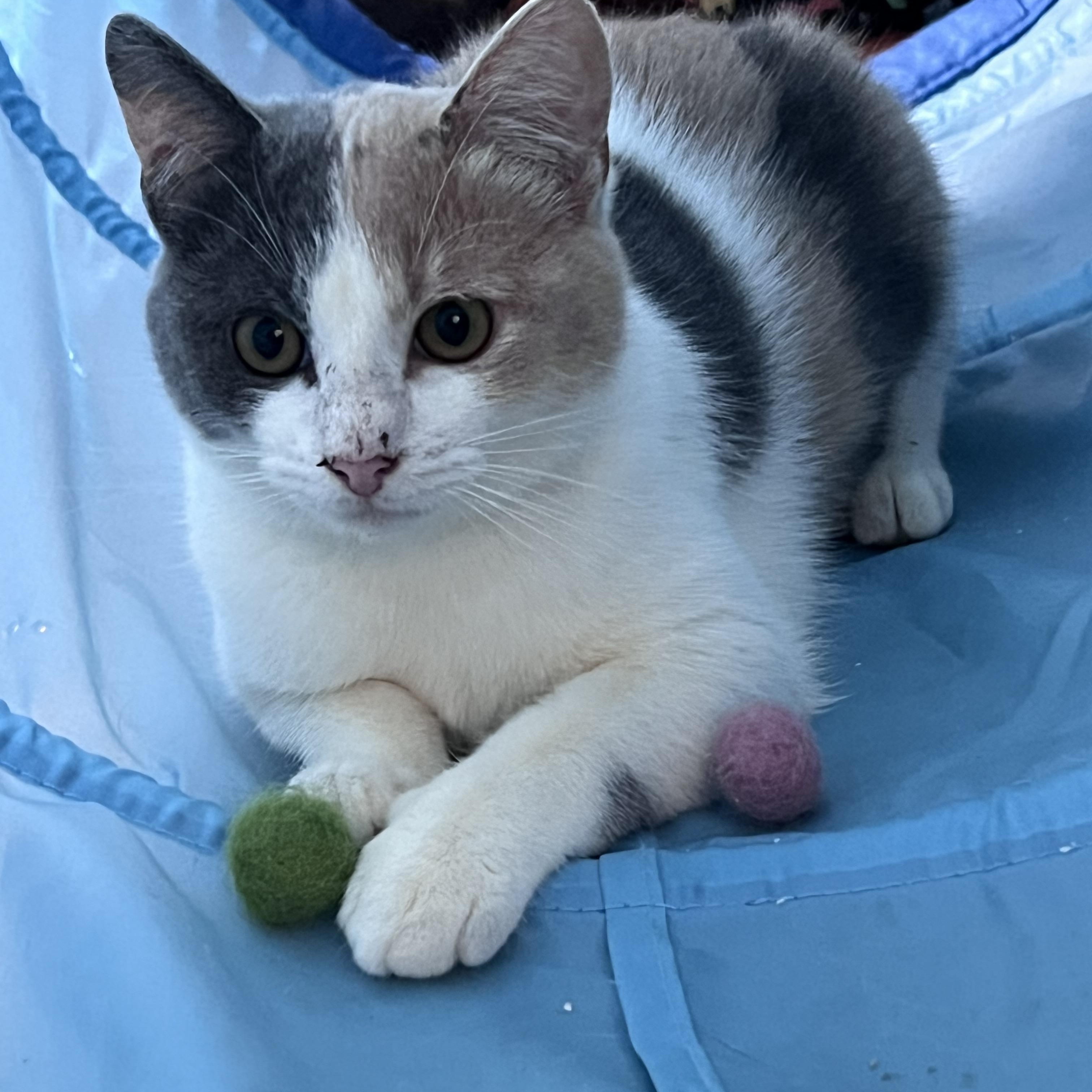 Enlarge Millie, an adopted mixed breed in Vallejo, CA image 5/5