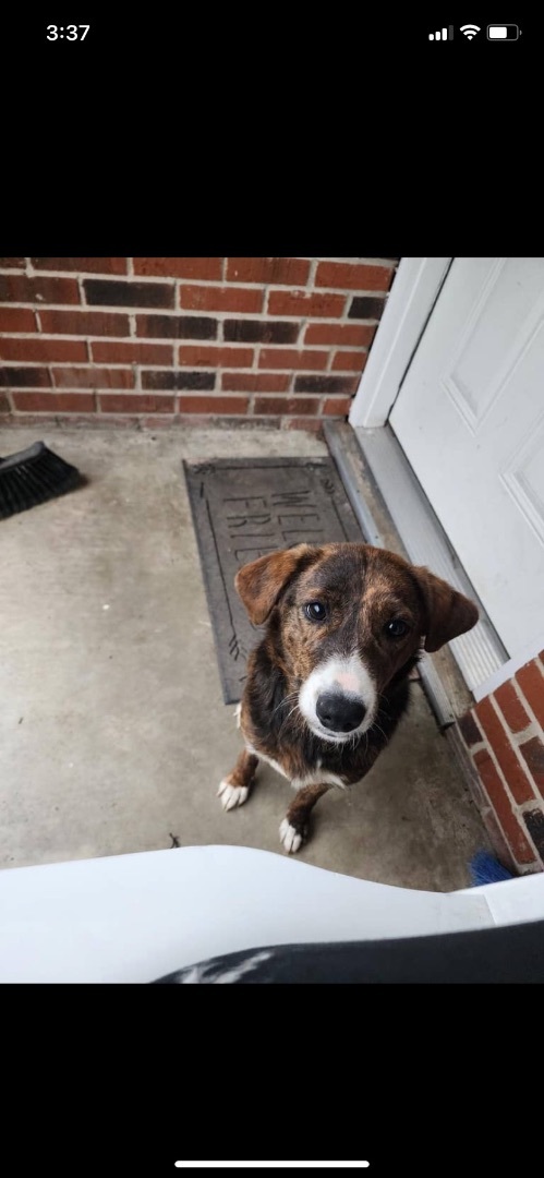 Lila, a Adopted mixed breed in Fisty, KY image 1/3