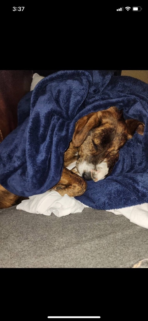 Lila, a Adopted mixed breed in Fisty, KY image 2/3