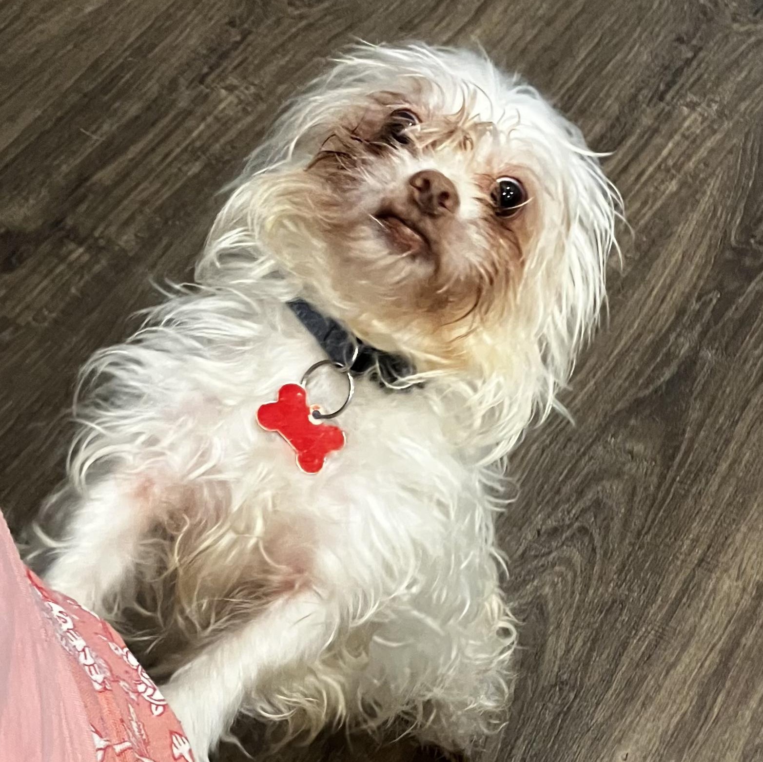 Wookie , ADOPTABLE, Adult Male Terrier.