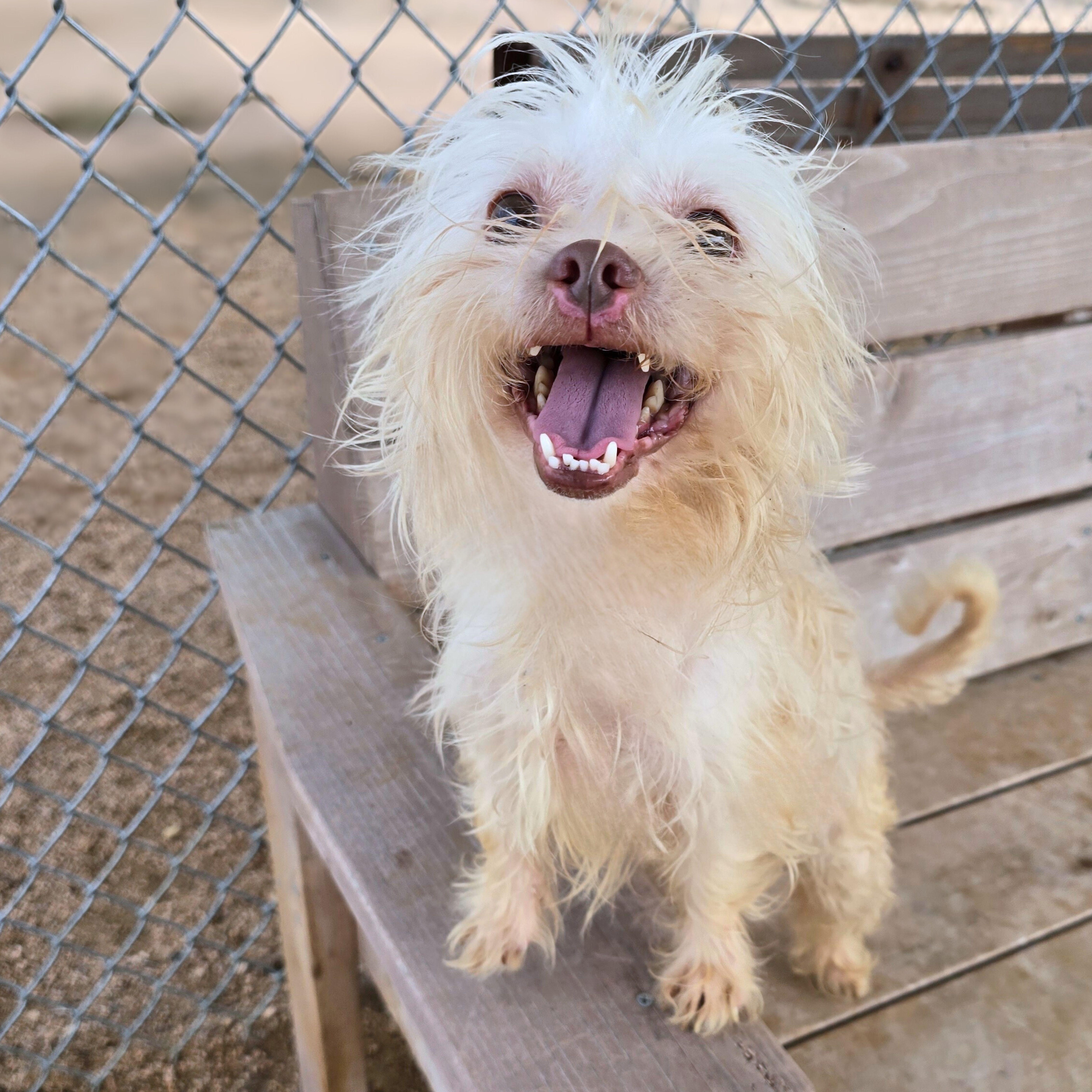 Wookie , ADOPTABLE, Adult Male Terrier.