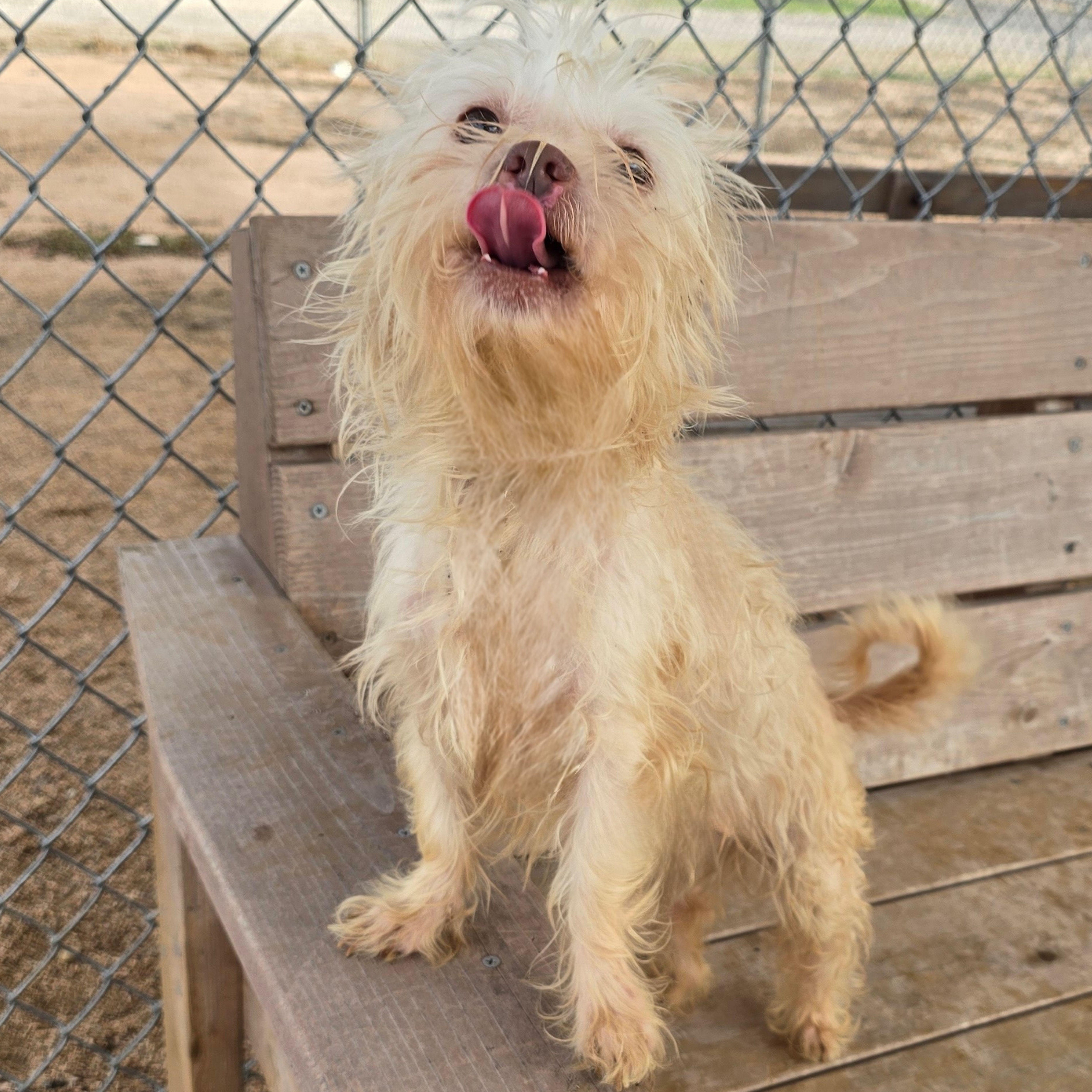 Enlarge Wookie , a ADOPTABLE mixed breed in Austin, TX image 3/3