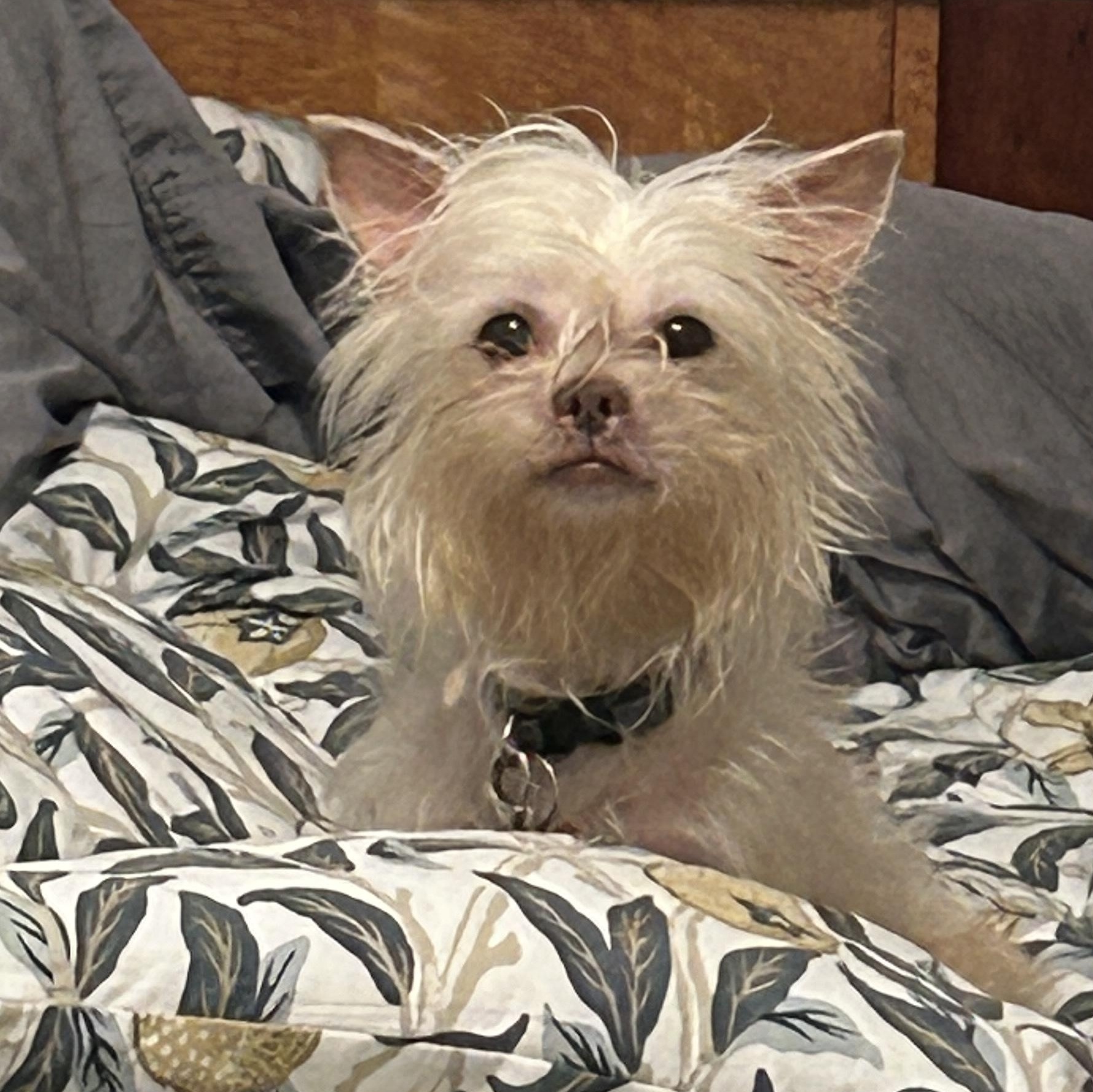 Enlarge Wookie , a ADOPTABLE mixed breed in Austin, TX image 2/3