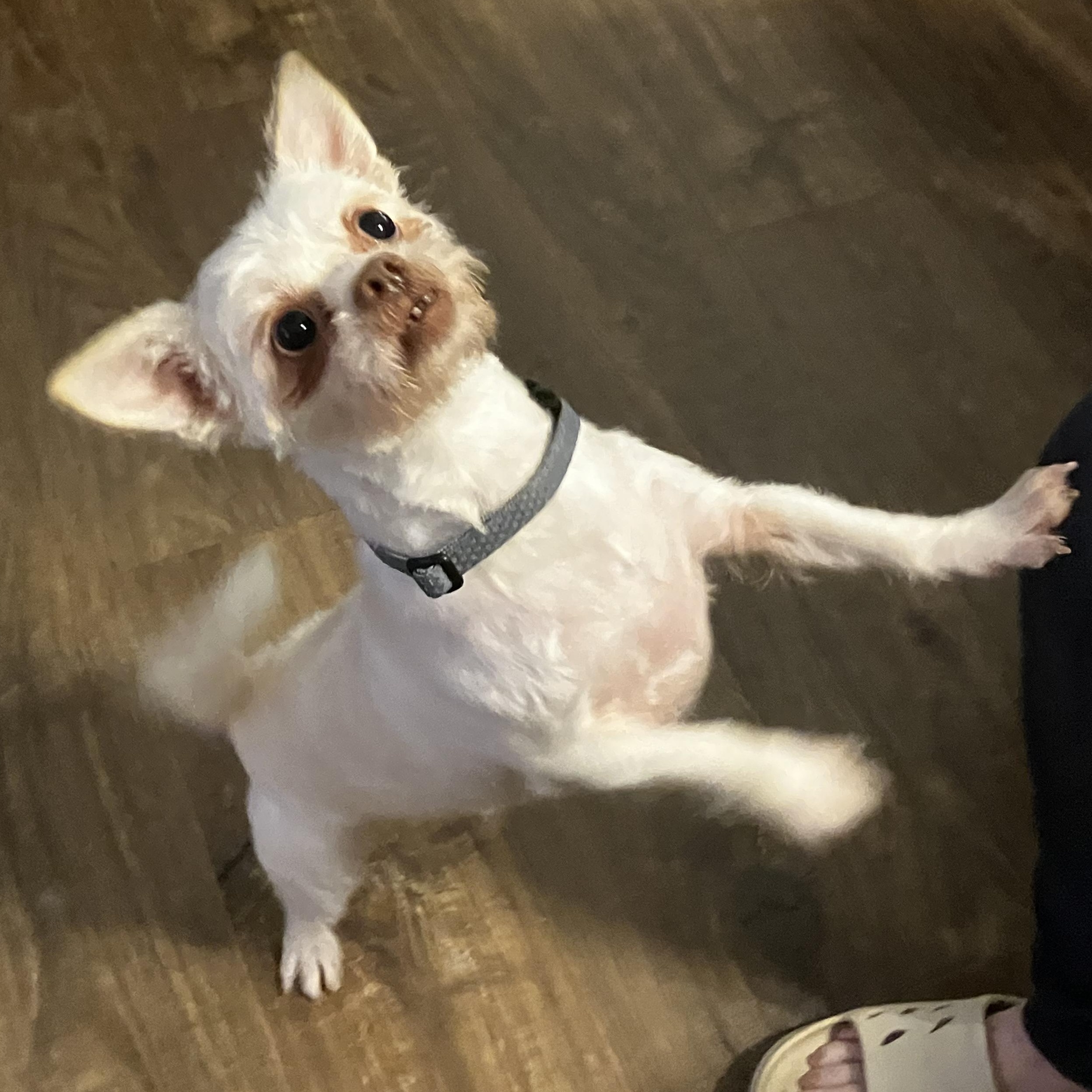Enlarge Wookie , a ADOPTABLE mixed breed in Austin, TX image 6/6