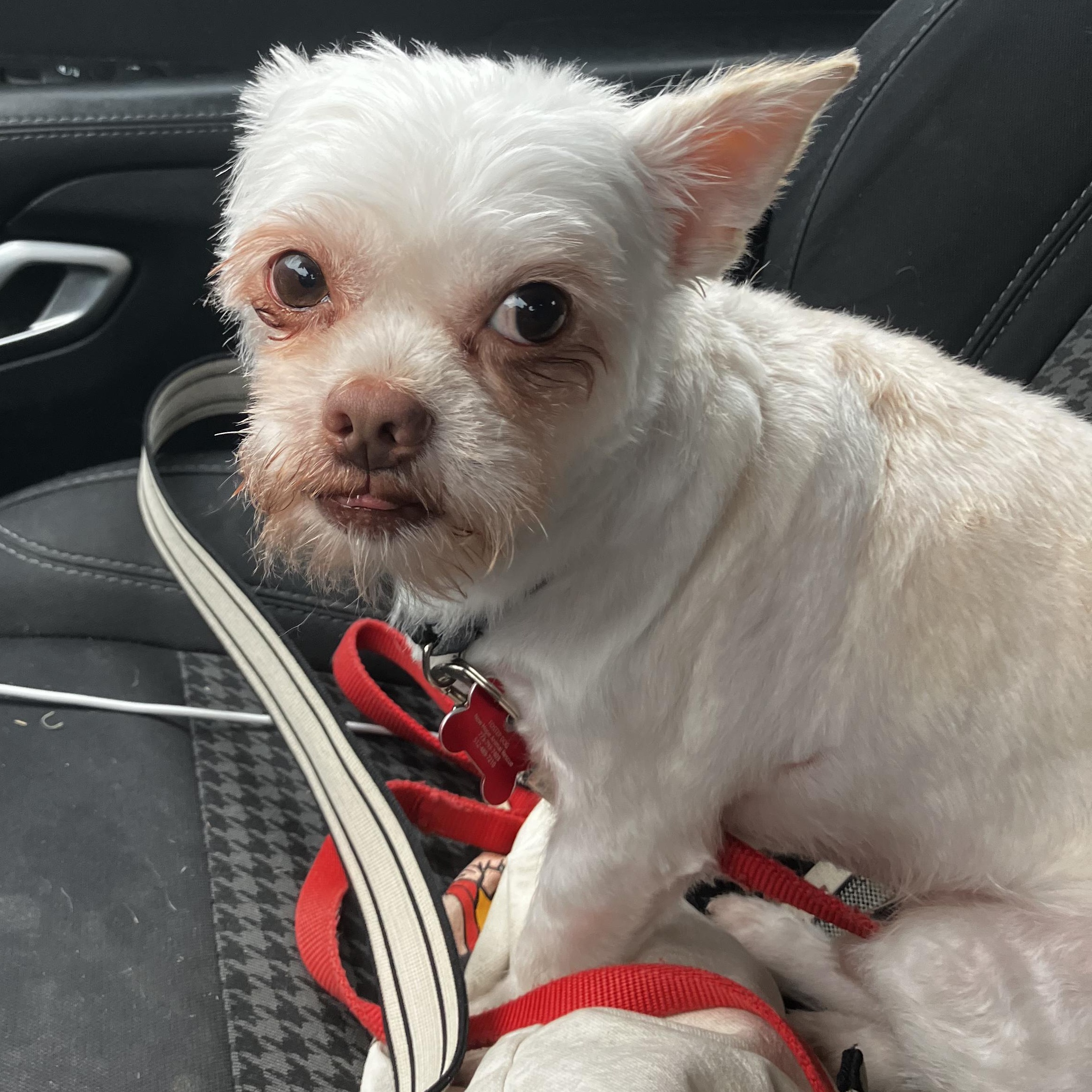 Enlarge Wookie , a ADOPTABLE mixed breed in Austin, TX image 3/6