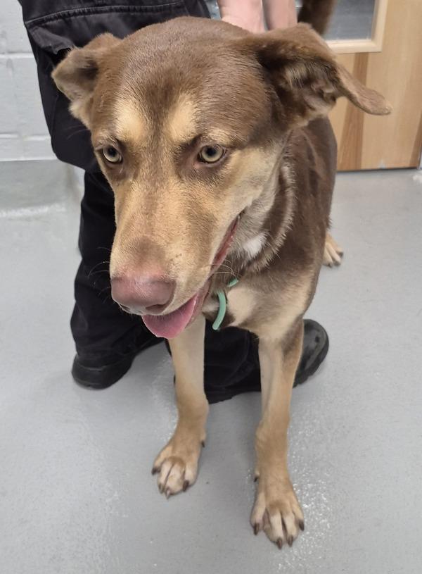 Enlarge Nc-3 Riddle, a Adoptable mixed breed in Lawrenceville, GA image 1/1
