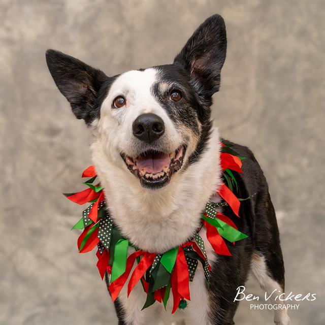 JOKER, Adoptable, Senior Female Australian Shepherd & Mixed Breed.