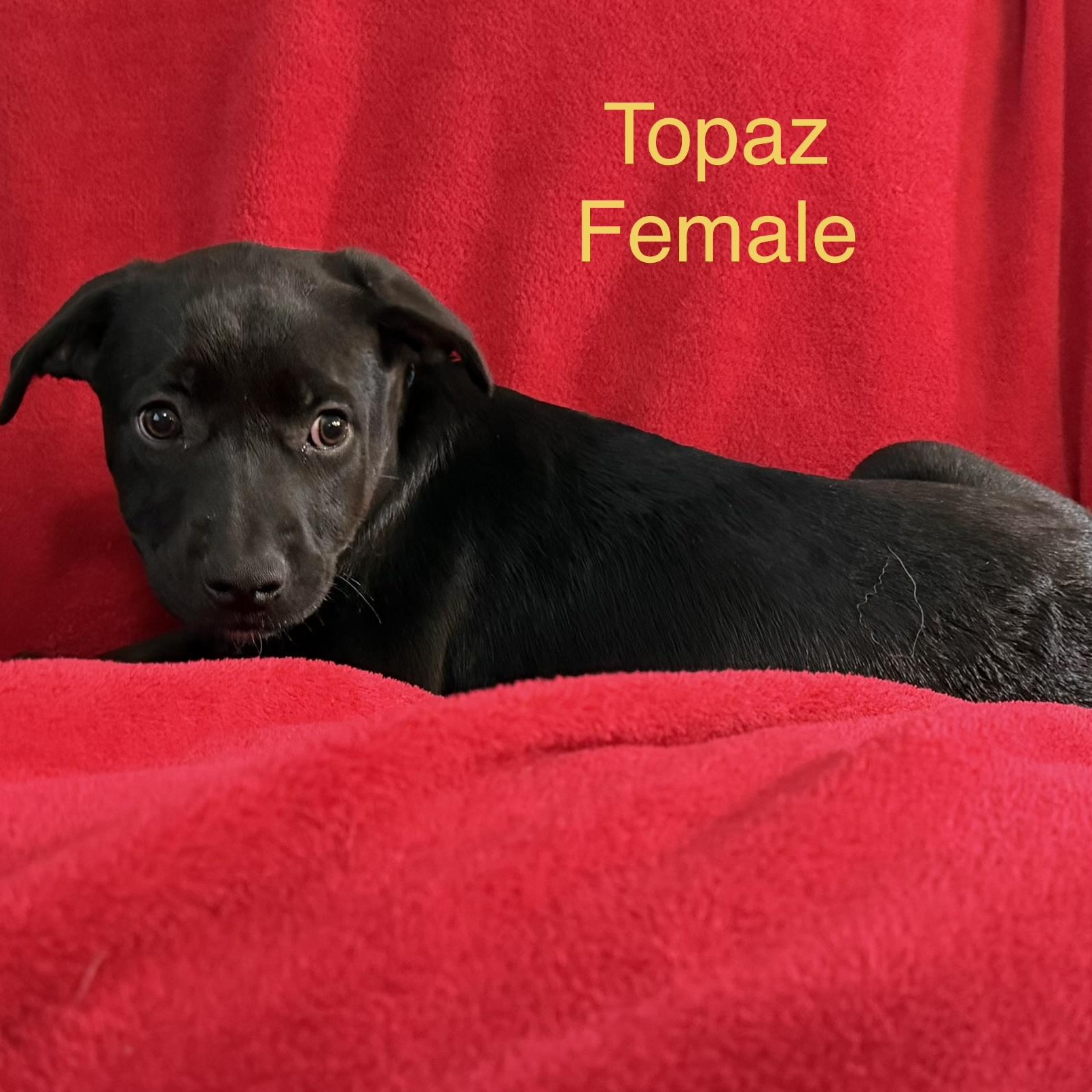 Topaz, Adoptable, Puppy Female German Shepherd Dog & Husky.