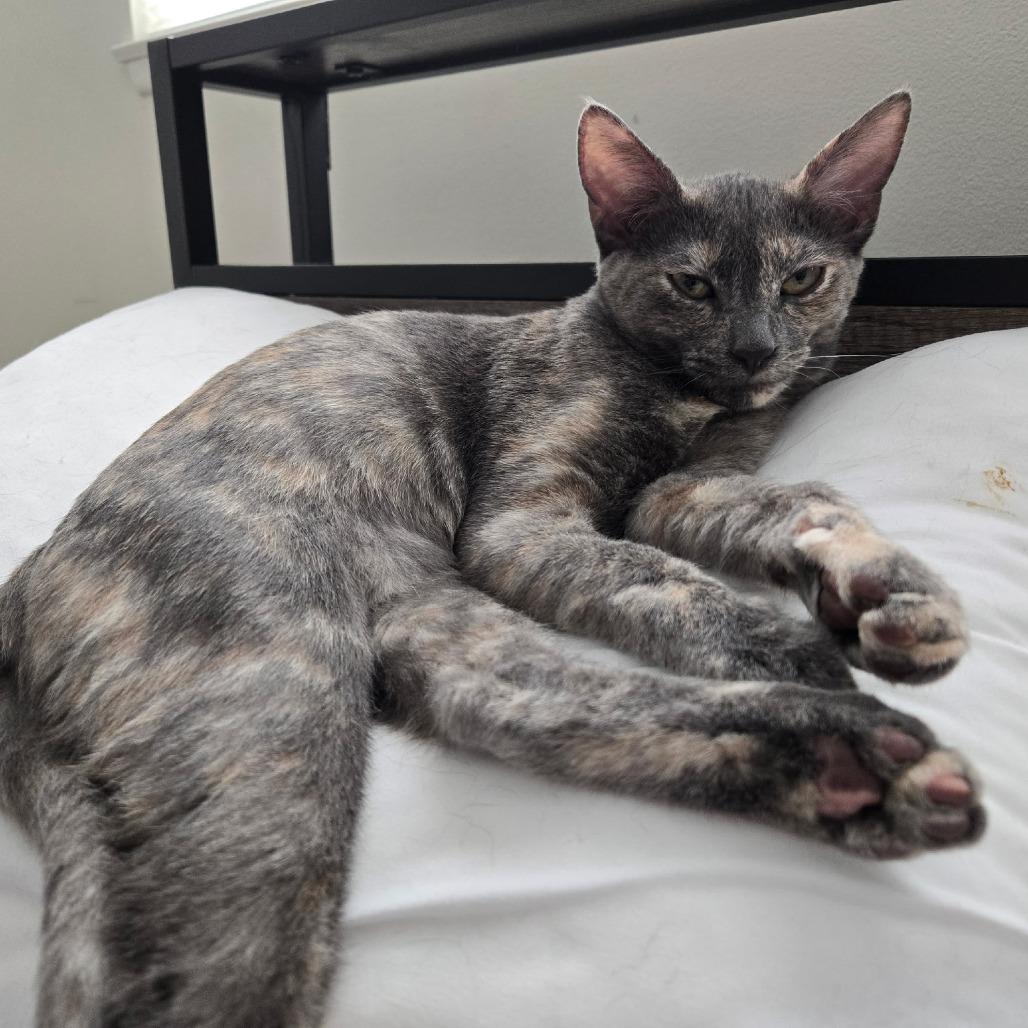 Dusky Rose, Adoptable, Young Female Domestic Short Hair.