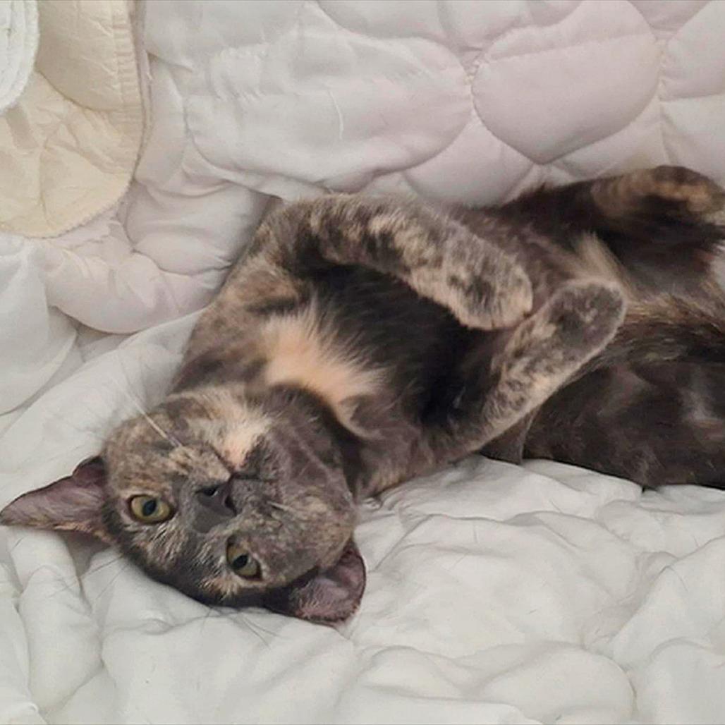 Enlarge Dusky Rose, a Adoptable Domestic Short Hair in Ventura, CA image 2/3