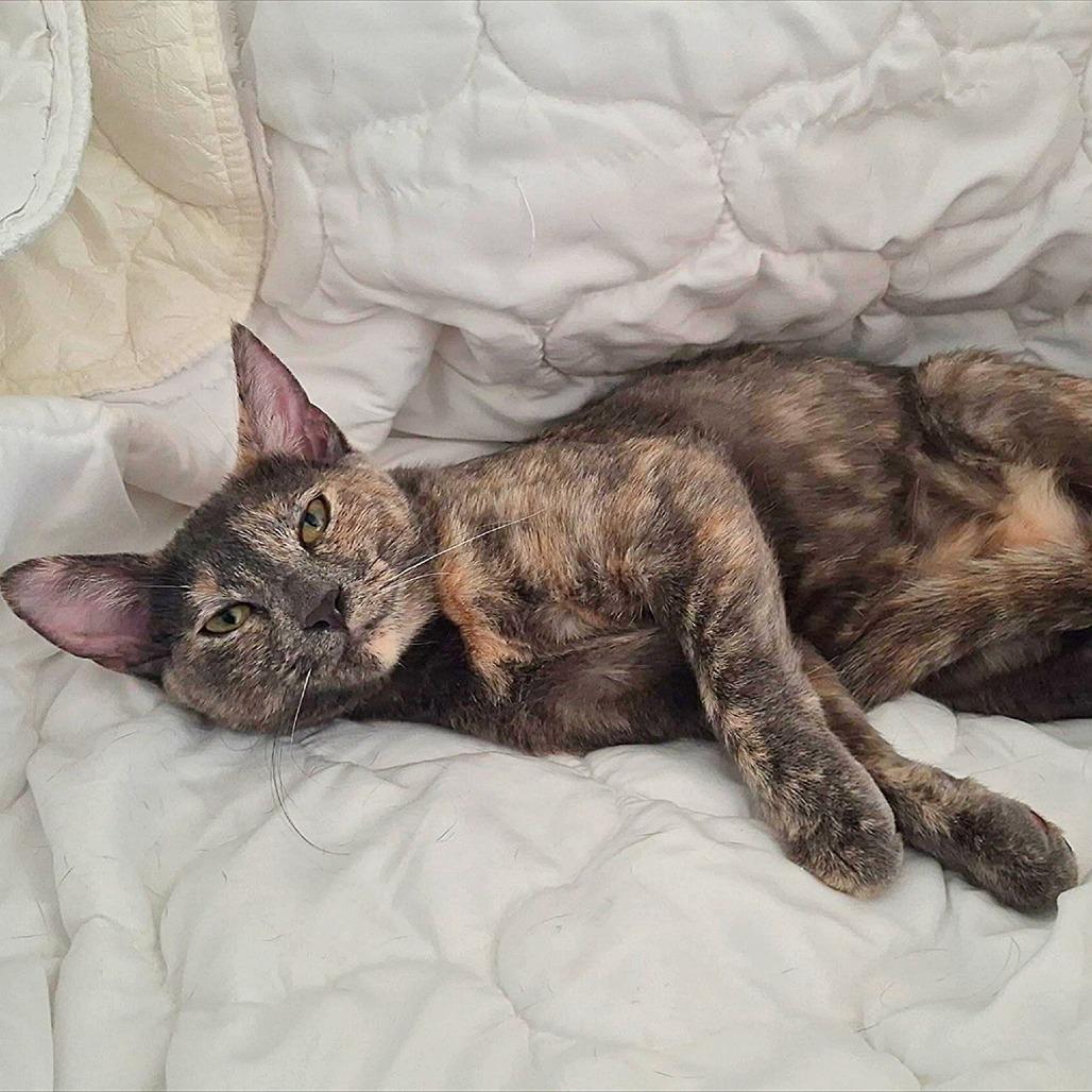 Enlarge Dusky Rose, a Adoptable Domestic Short Hair in Ventura, CA image 3/3
