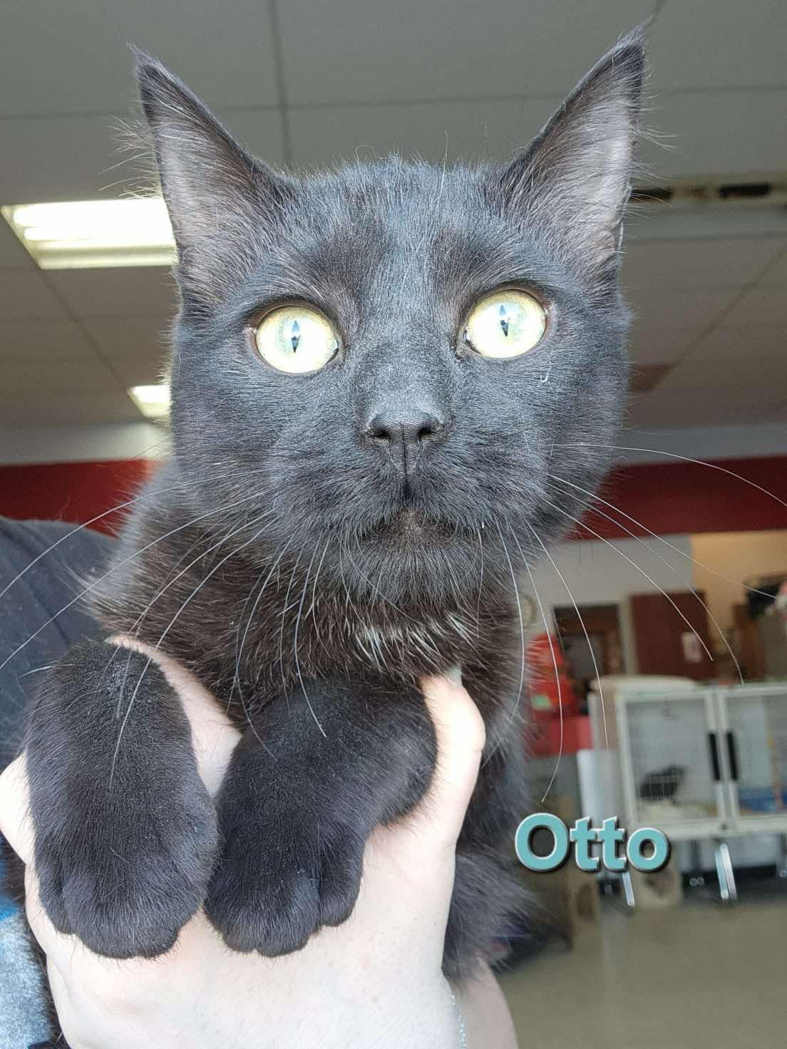 Enlarge Otto, a Adoptable mixed breed in Humboldt , SK image 1/1